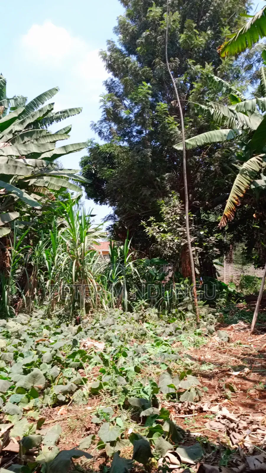 Thindigua/Kasarini- Commercial 1/2 Acre, Prime Location in Kiambu / Kiambu 