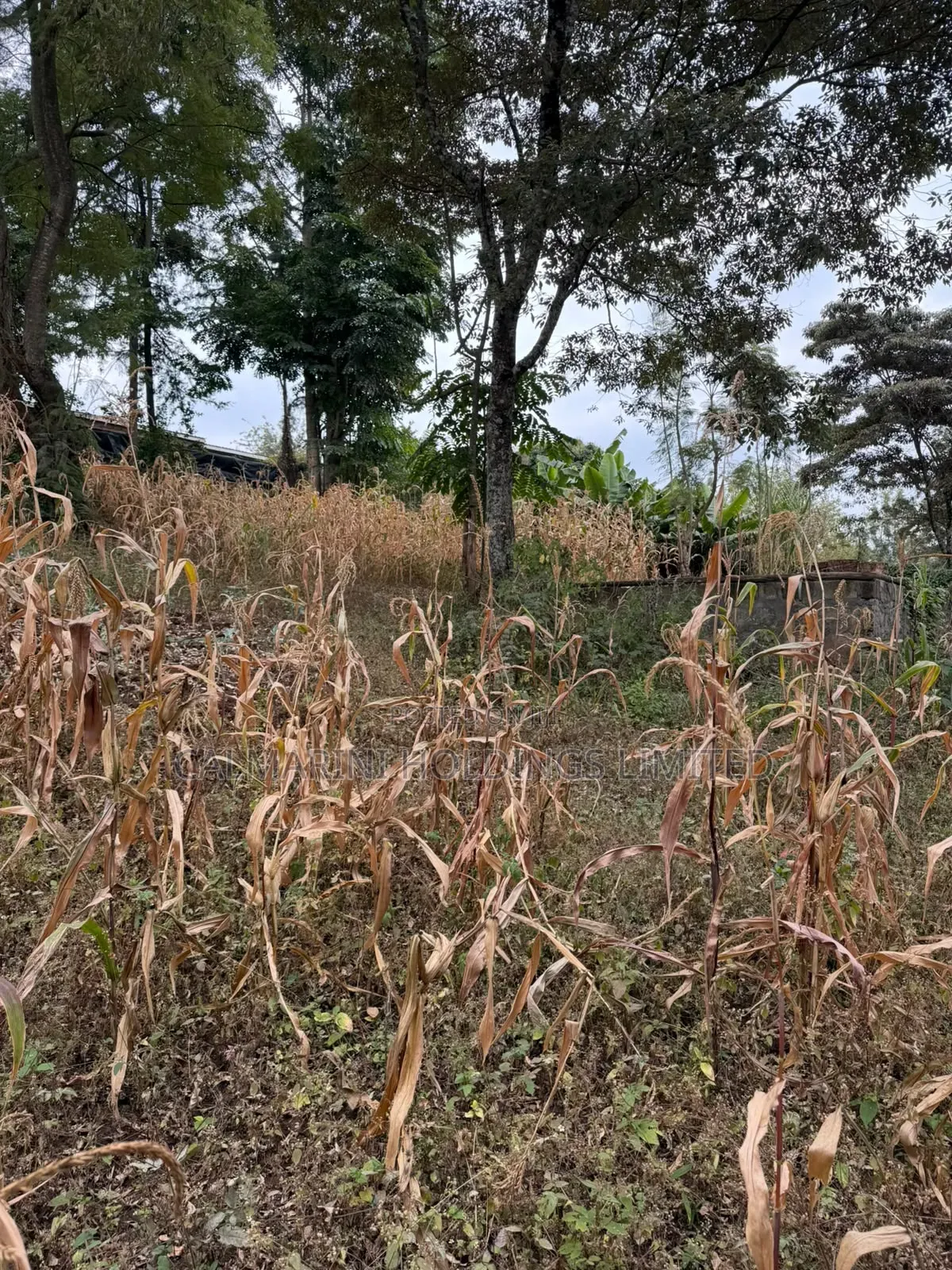 Distress Sale!Prime 0.21HA (Big Half Acre)in Olkeri, Ngong at Kes 9.2M in Olkeri
