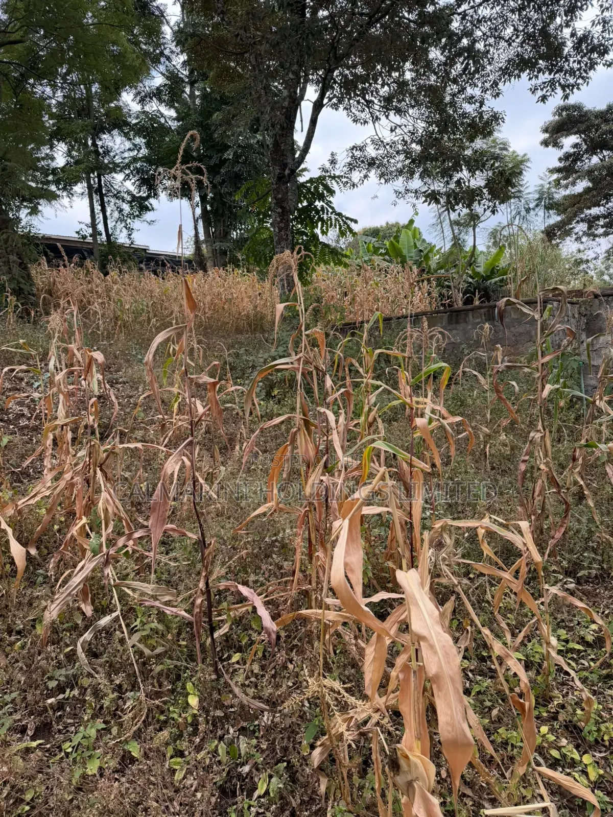 Distress Sale!Prime 0.21HA (Big Half Acre)in Olkeri, Ngong at Kes 9.2M in Olkeri