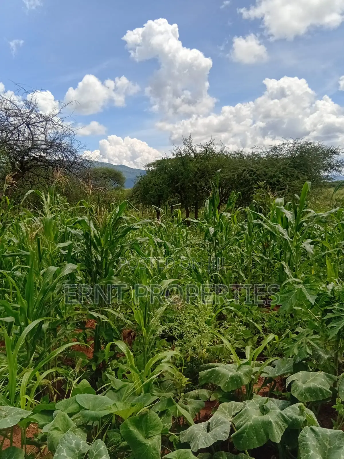 22.6 Acre Land for Sale in Maili Tisa in Kajiado