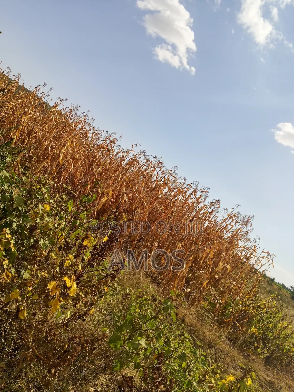 5ac Land for Sale 2nd Row From the Narok Highway Mafuta Taa Maimahiu in Mai Mahiu