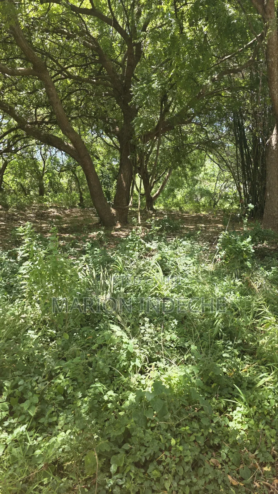 2nd Row 1-Acre Parcel in Bofa for Sale in Kilifi Town
