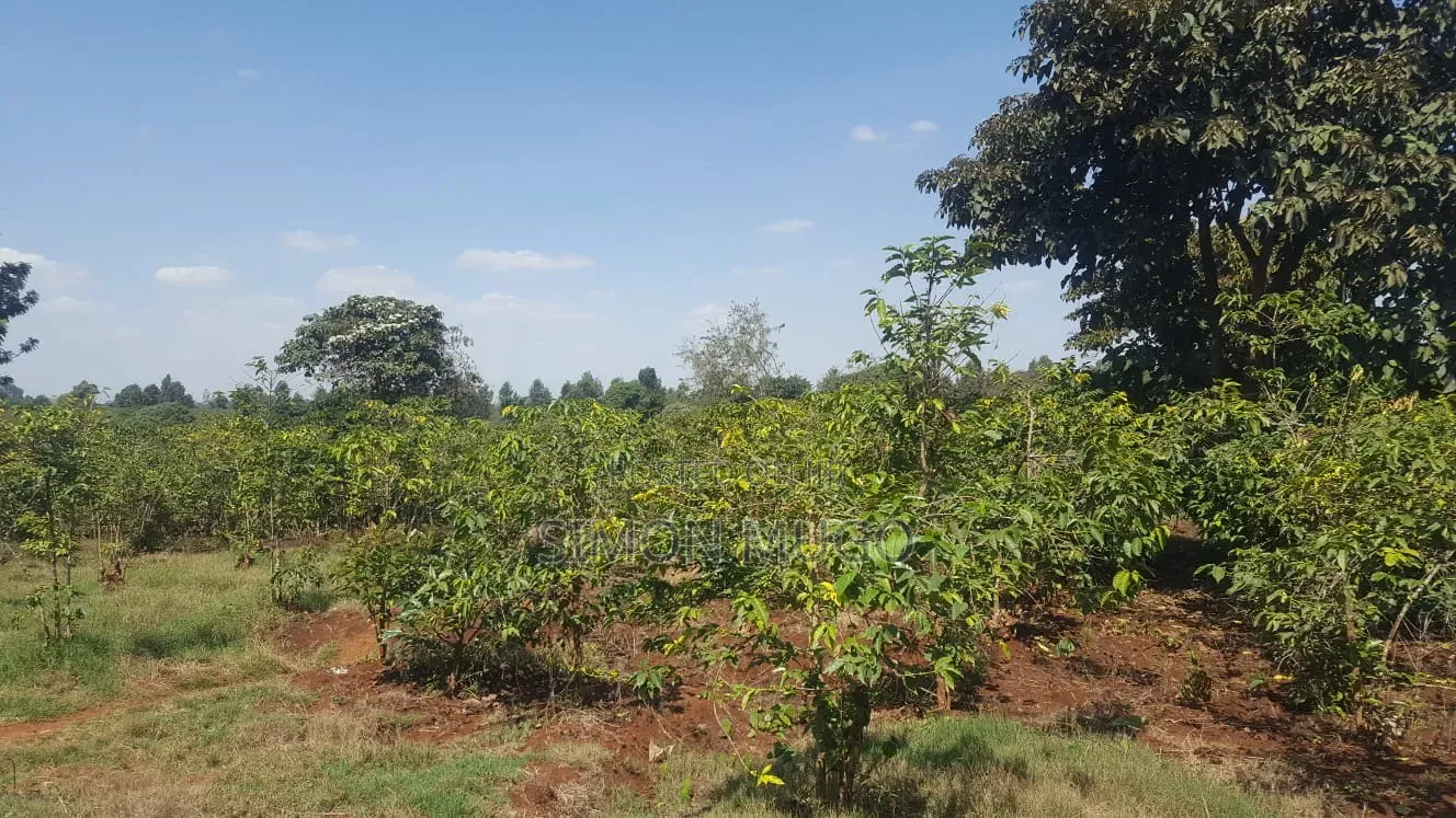 Runda Gardens Prime Residential Serviced Well Drained Red Soil 3/4 AC in Runda