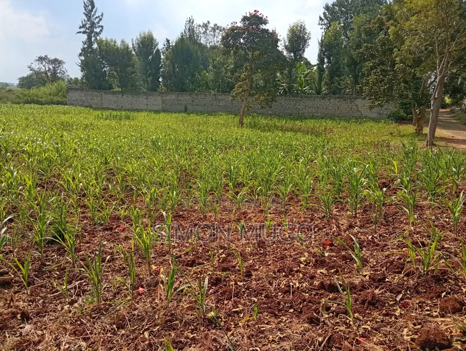 Runda Gardens Prime Residential Serviced Well Drained Red Soil 3/4 AC in Runda