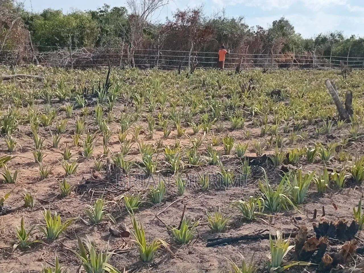 50 Acres Land on Sale in Adu