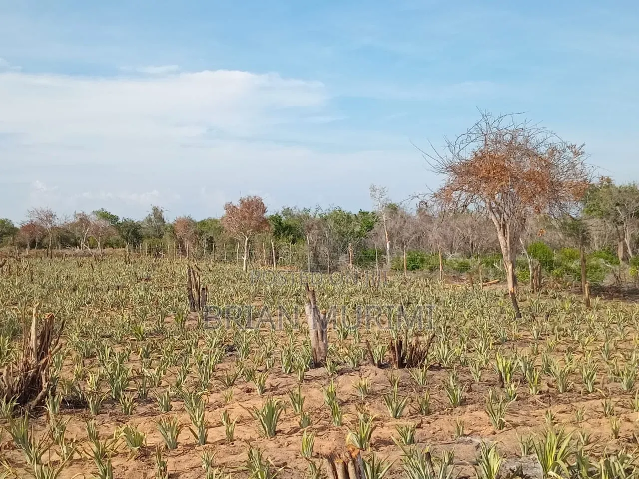 50 Acres Land on Sale in Adu
