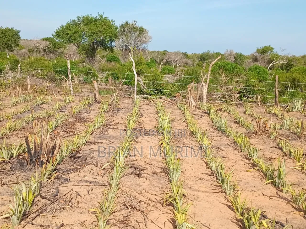30 Acres Land on Sale in Adu