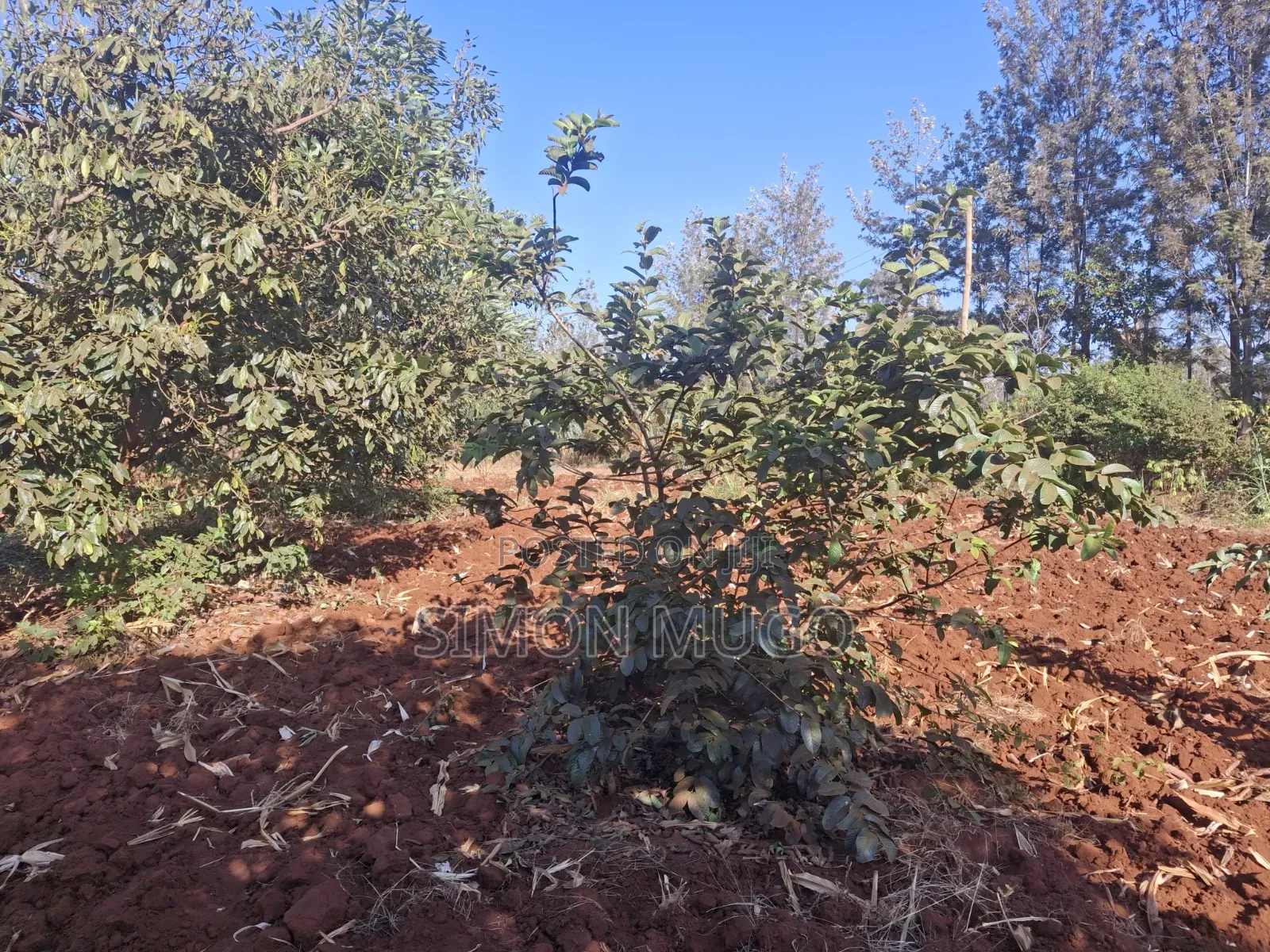 Kenol Makuyu 610ac Serviced With Pipedwater 3phase Powerline Dams Etc in Makuyu