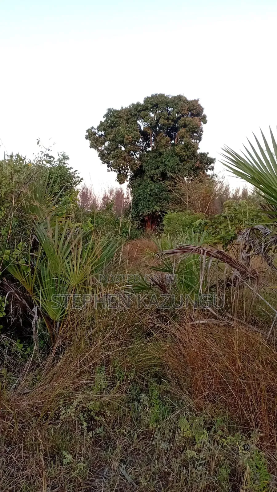 A Green-View 1 Acre Plot Near to Mwabungo Town. in Ukunda
