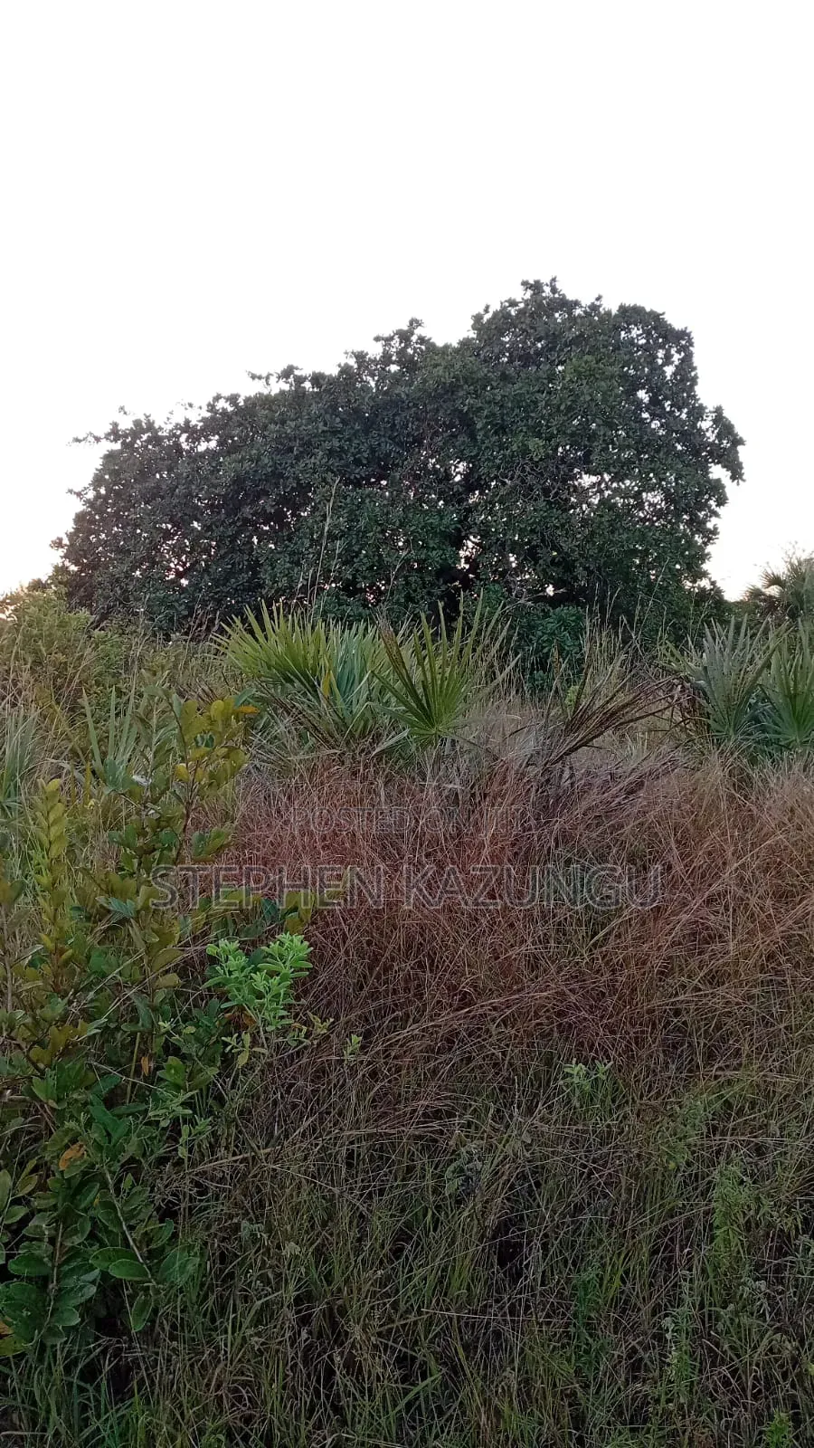 A Green-View 1 Acre Plot Near to Mwabungo Town. in Ukunda