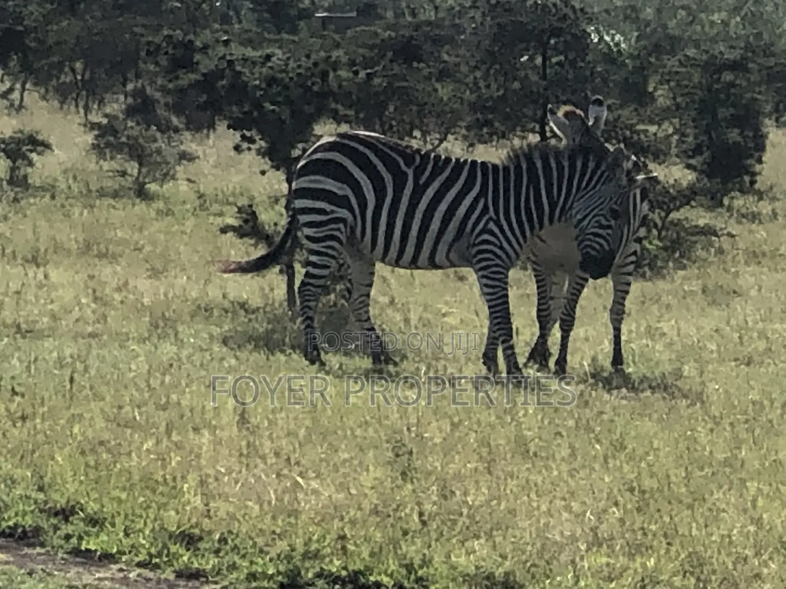 Plot Near Nairobi National Park-Distress Sale in Oloosirkon/Sholinke