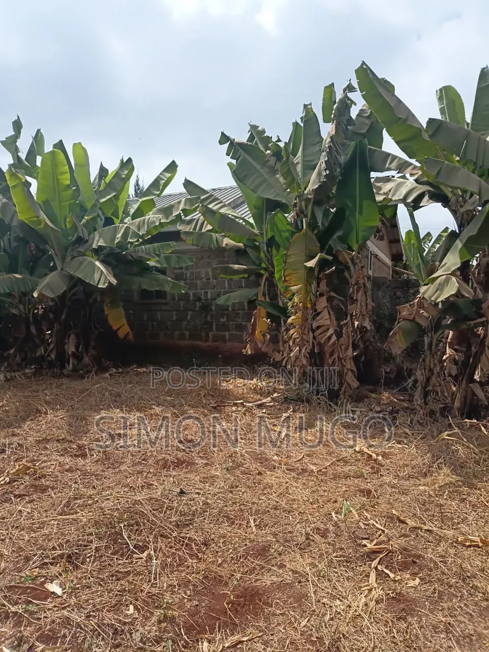 Ruiru Kiambu Road Prime Well Drained Red Soil 42 Acre Kiu Kenda in Kiuu