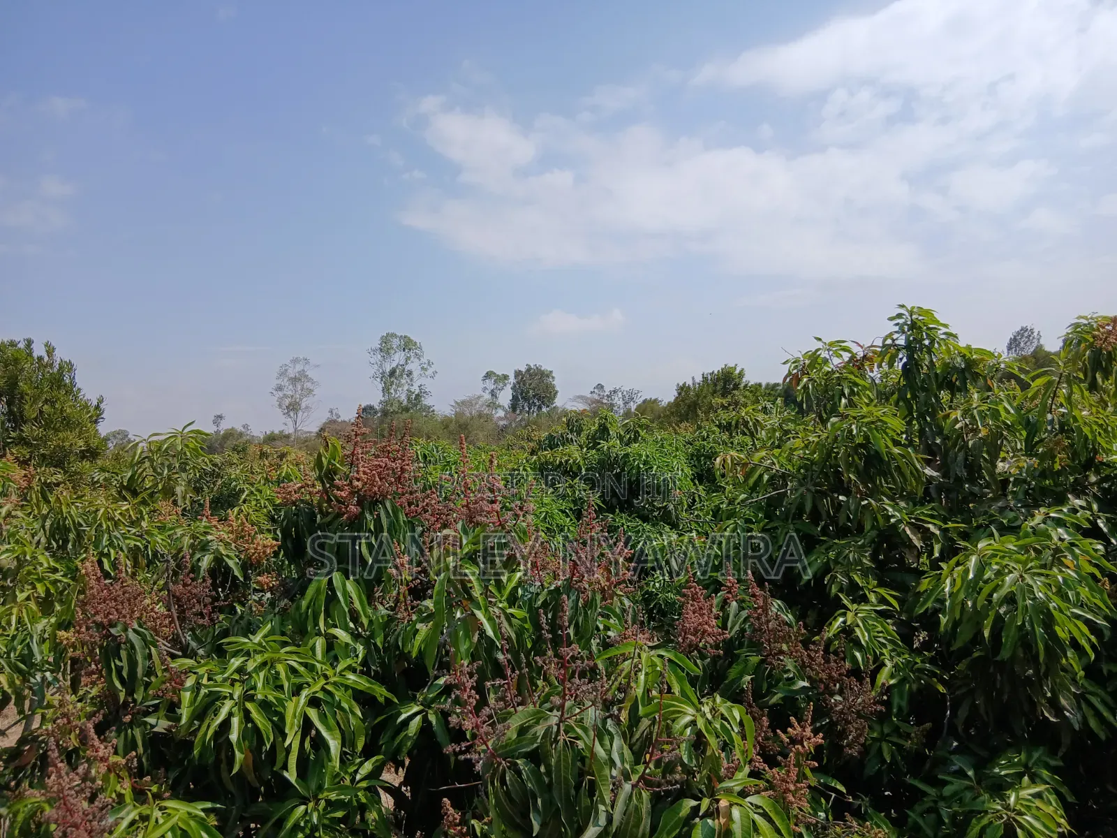 100 Acreas Narumoro in Nanyuki