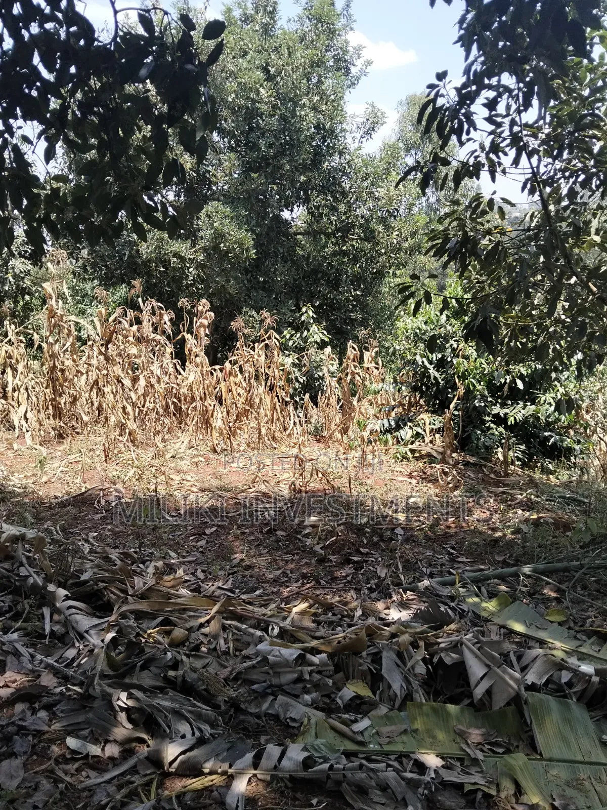 1 Acre Land Touching Tarmac on Sale at Kiamwangi in Kiamwangi