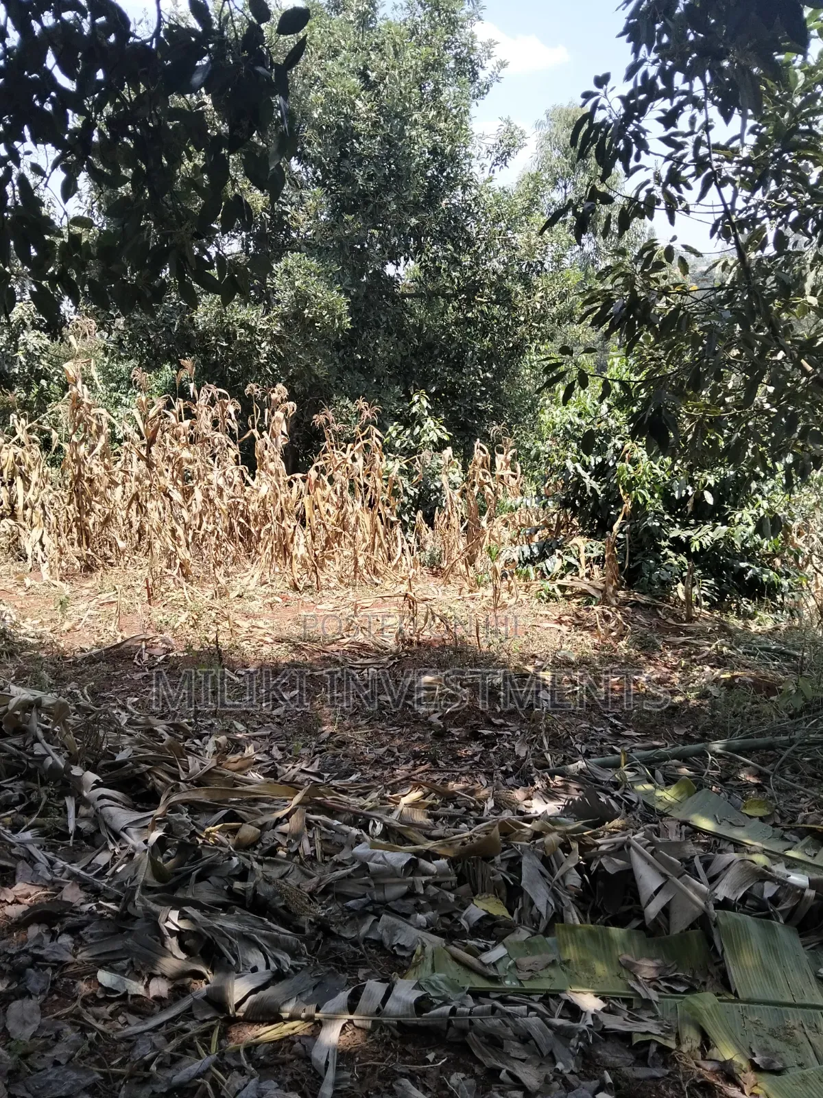 1 Acre Land Touching Tarmac on Sale at Kiamwangi in Kiamwangi