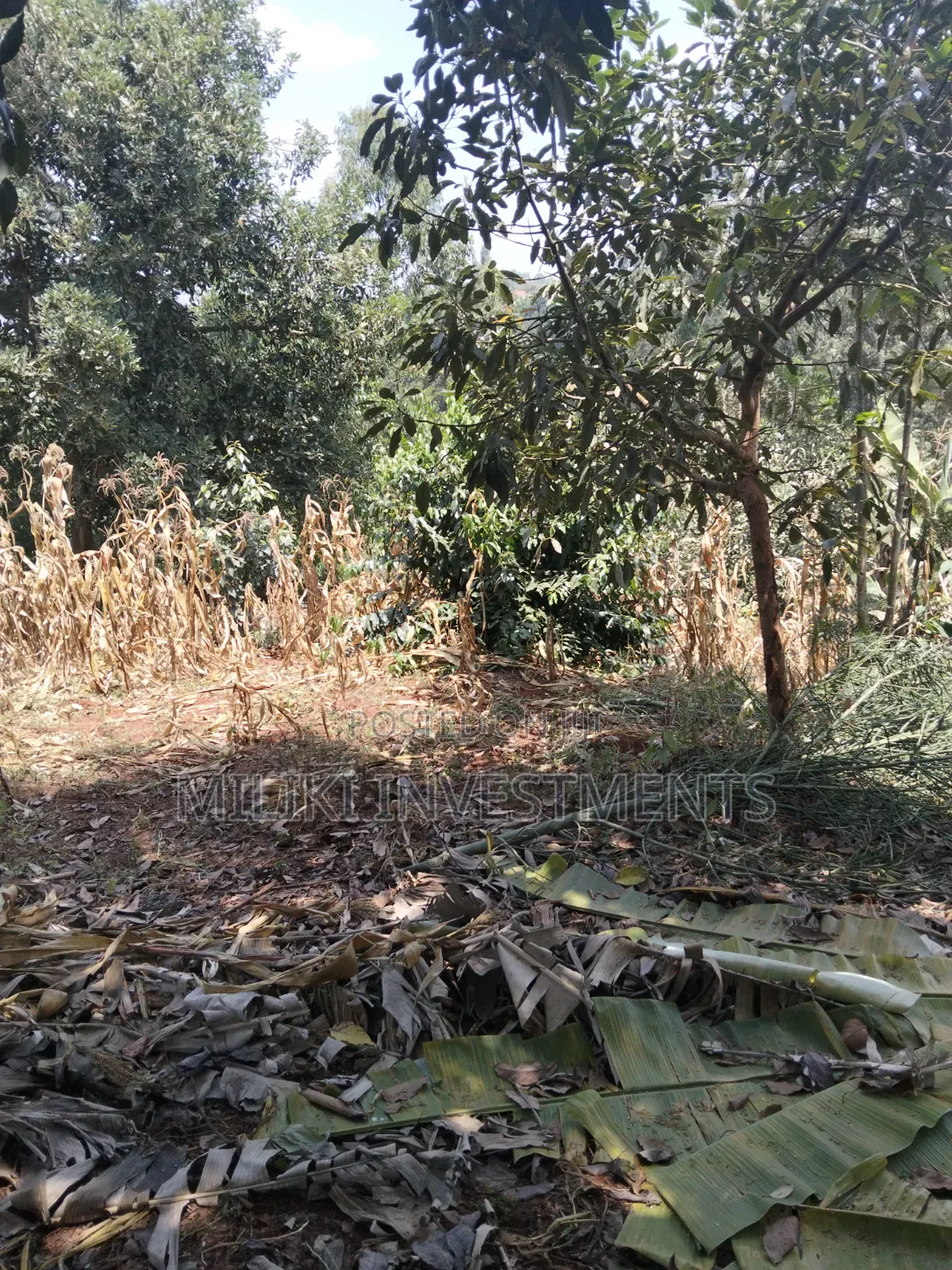 1 Acre Land Touching Tarmac on Sale at Kiamwangi in Kiamwangi
