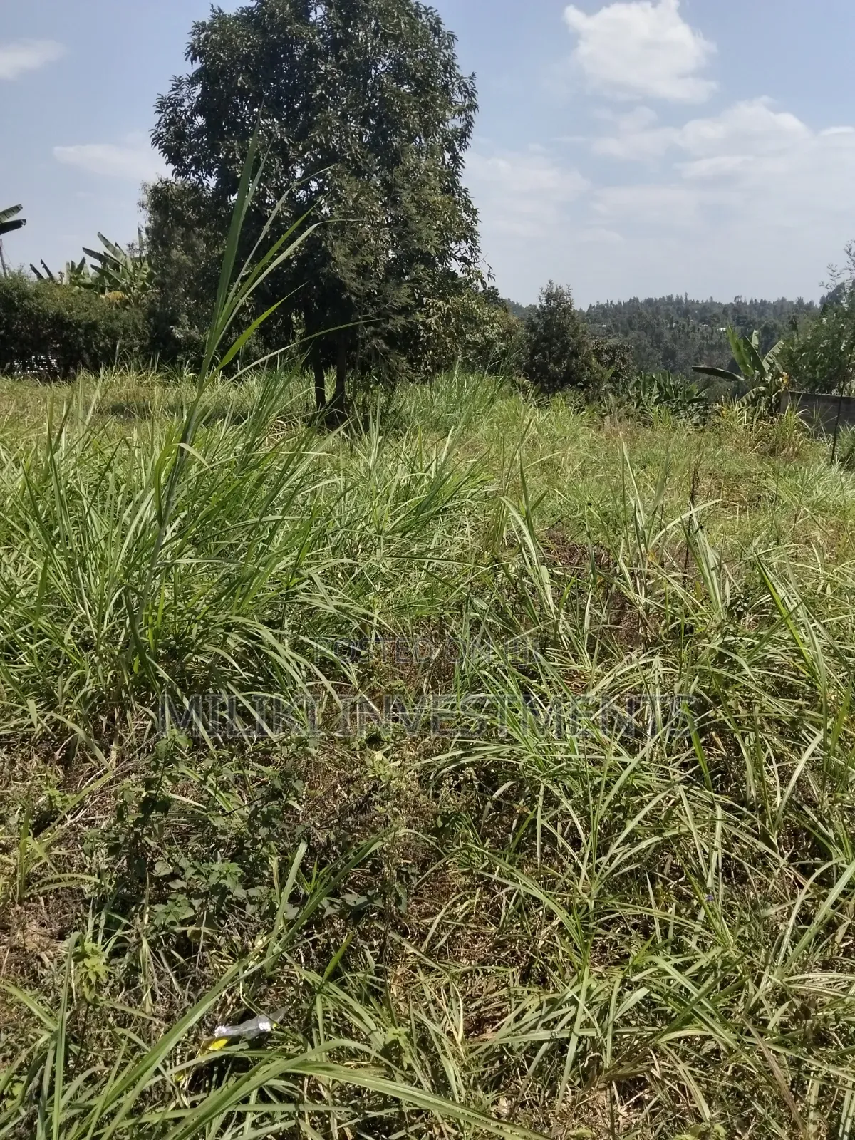 1/4 an Acre on Sale at Kiamwangi -Gatundu South in Kiamwangi
