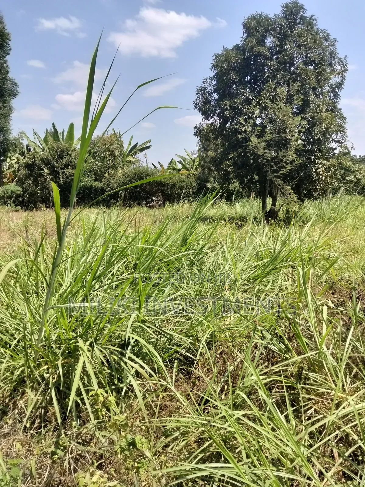 1/4 an Acre on Sale at Kiamwangi -Gatundu South in Kiamwangi