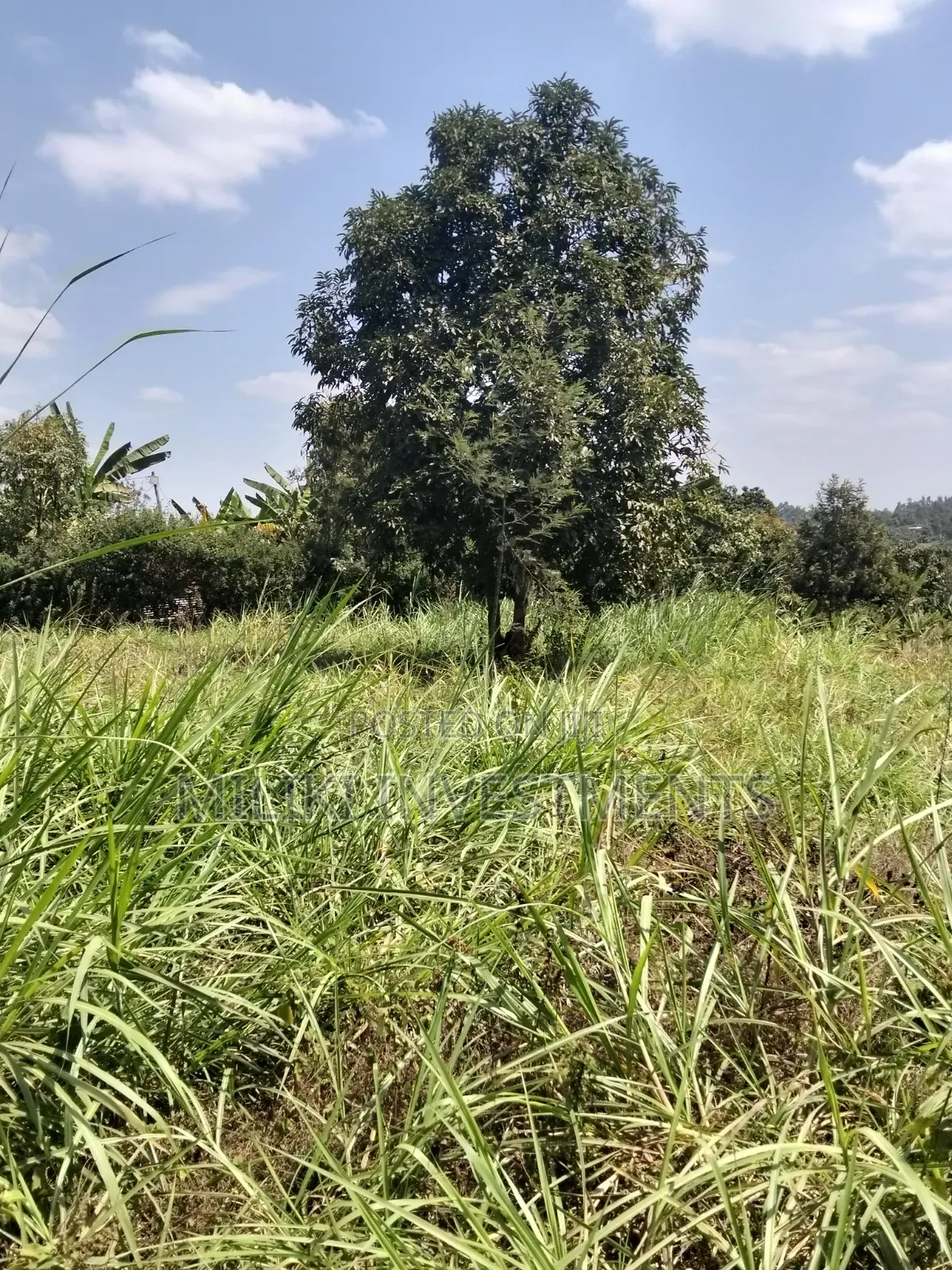 1/4 an Acre on Sale at Kiamwangi -Gatundu South in Kiamwangi