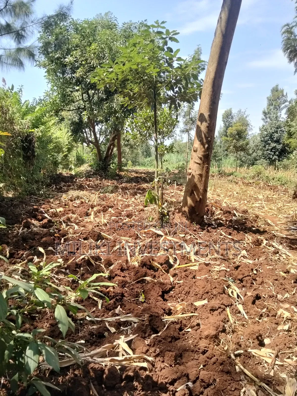 1.25 Land on Sale at Kiamwangi -Gatundu South in Kiamwangi