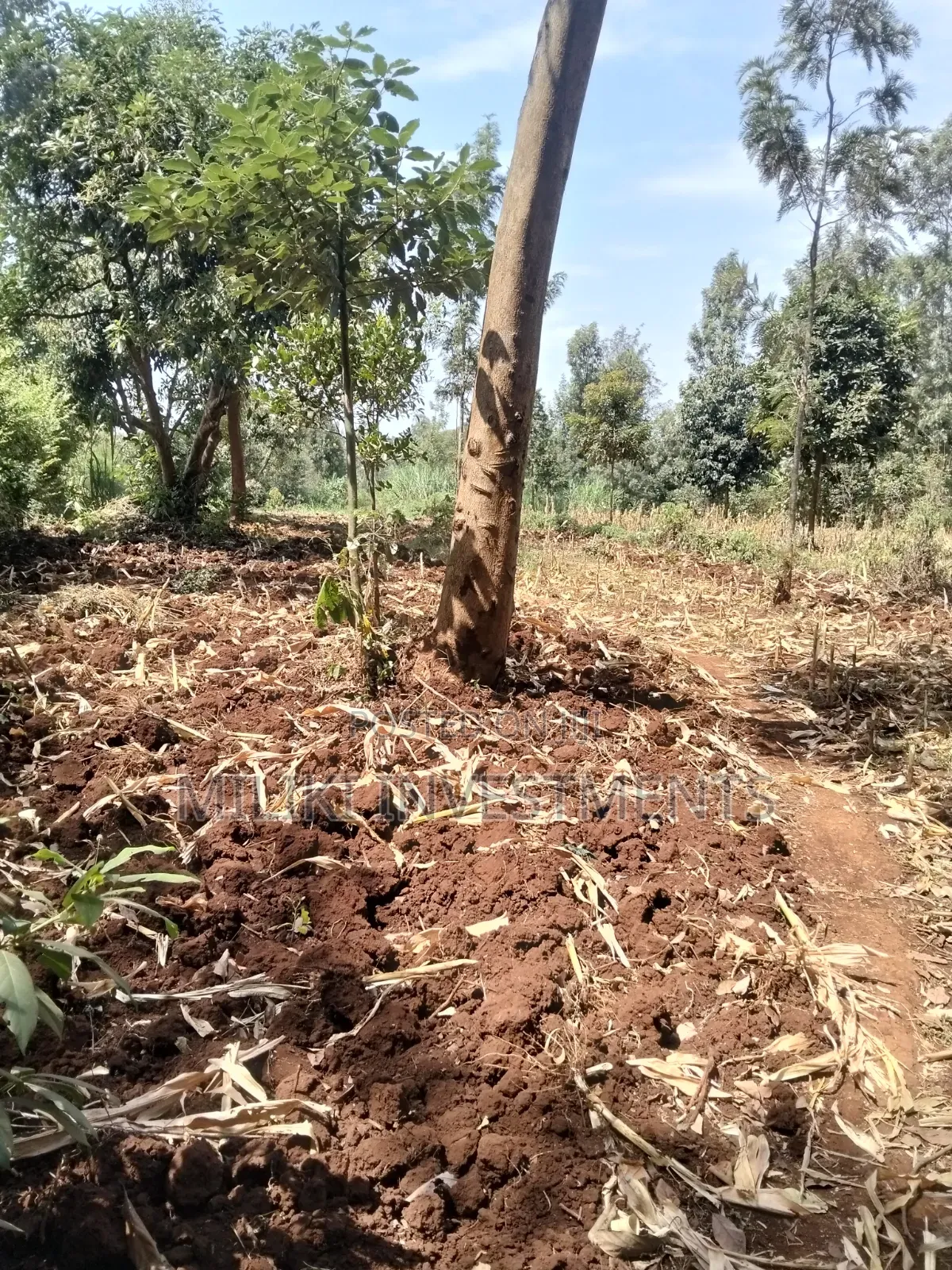 1.25 Land on Sale at Kiamwangi -Gatundu South in Kiamwangi