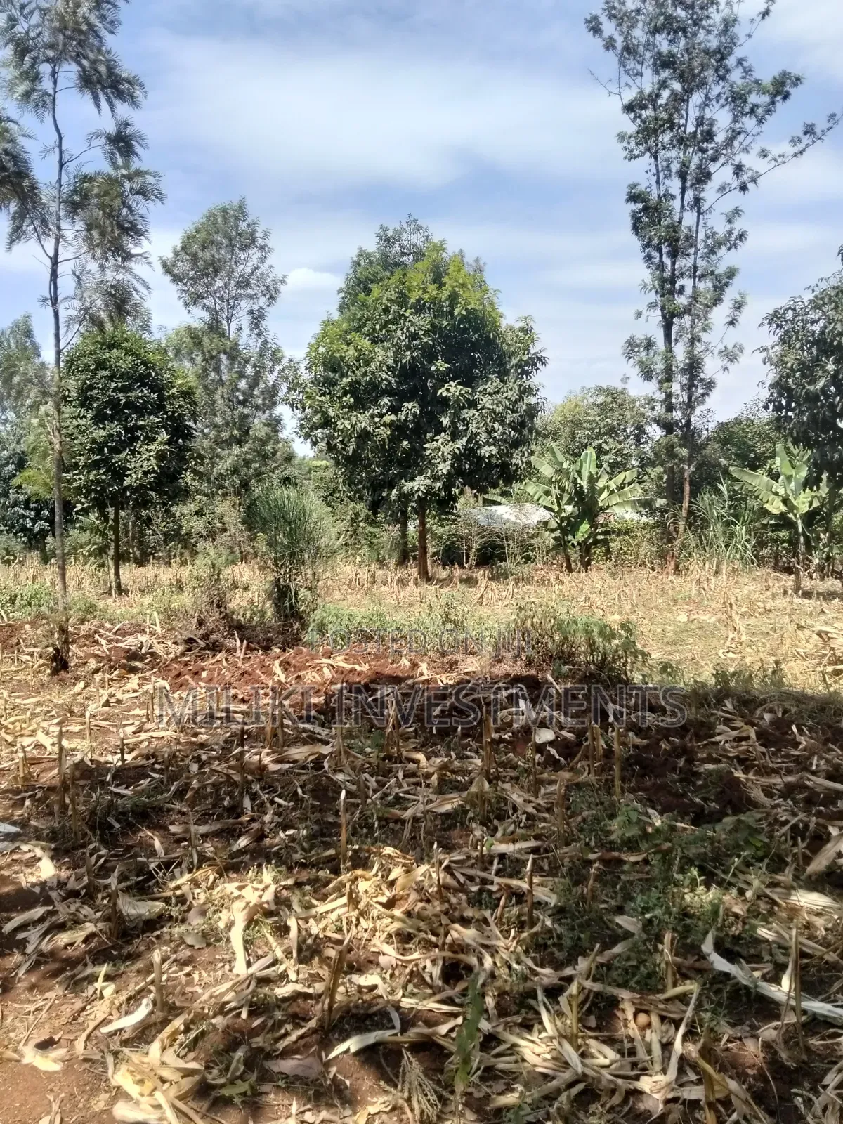 1.25 Land on Sale at Kiamwangi -Gatundu South in Kiamwangi