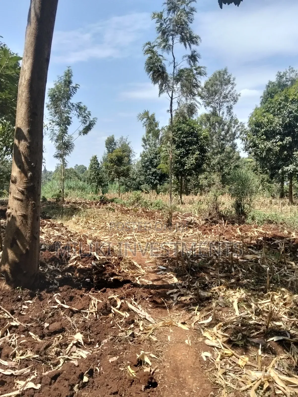 1.25 Land on Sale at Kiamwangi -Gatundu South in Kiamwangi