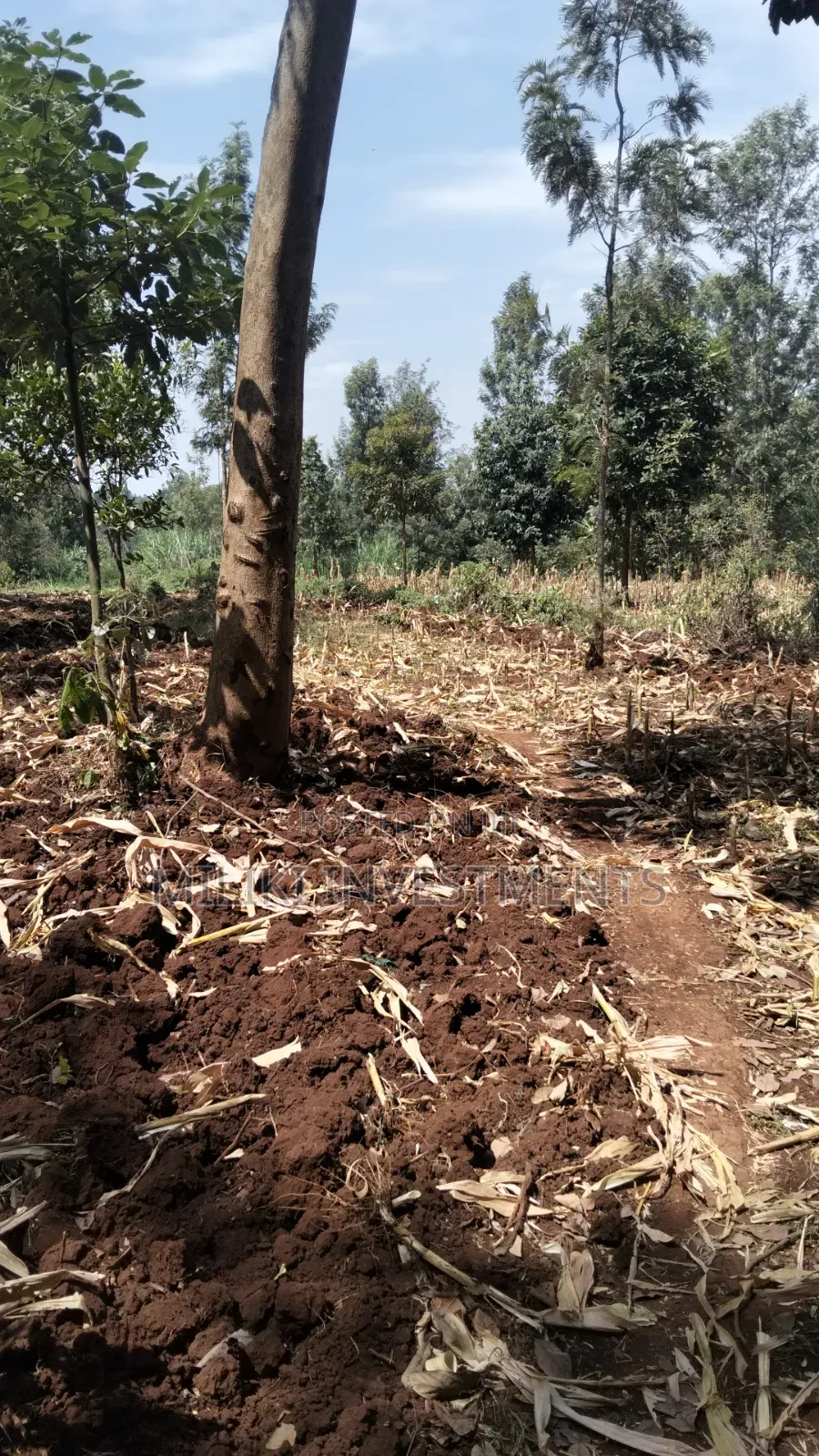 1.25 Land on Sale at Kiamwangi -Gatundu South in Kiamwangi