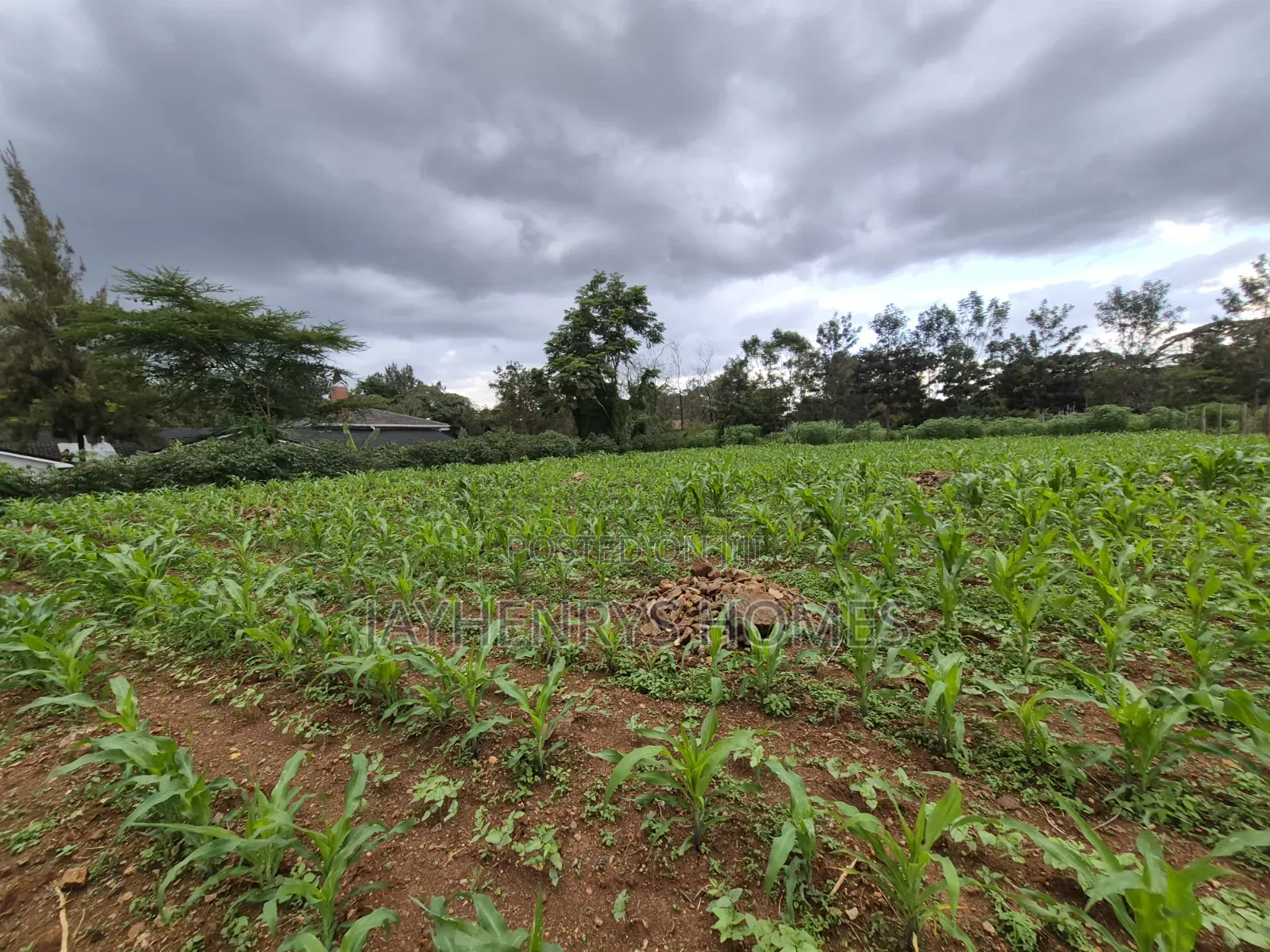 Half Acre Plot for Sale in Ridgeways,Nairobi at KSHS 45M in Ridgeways