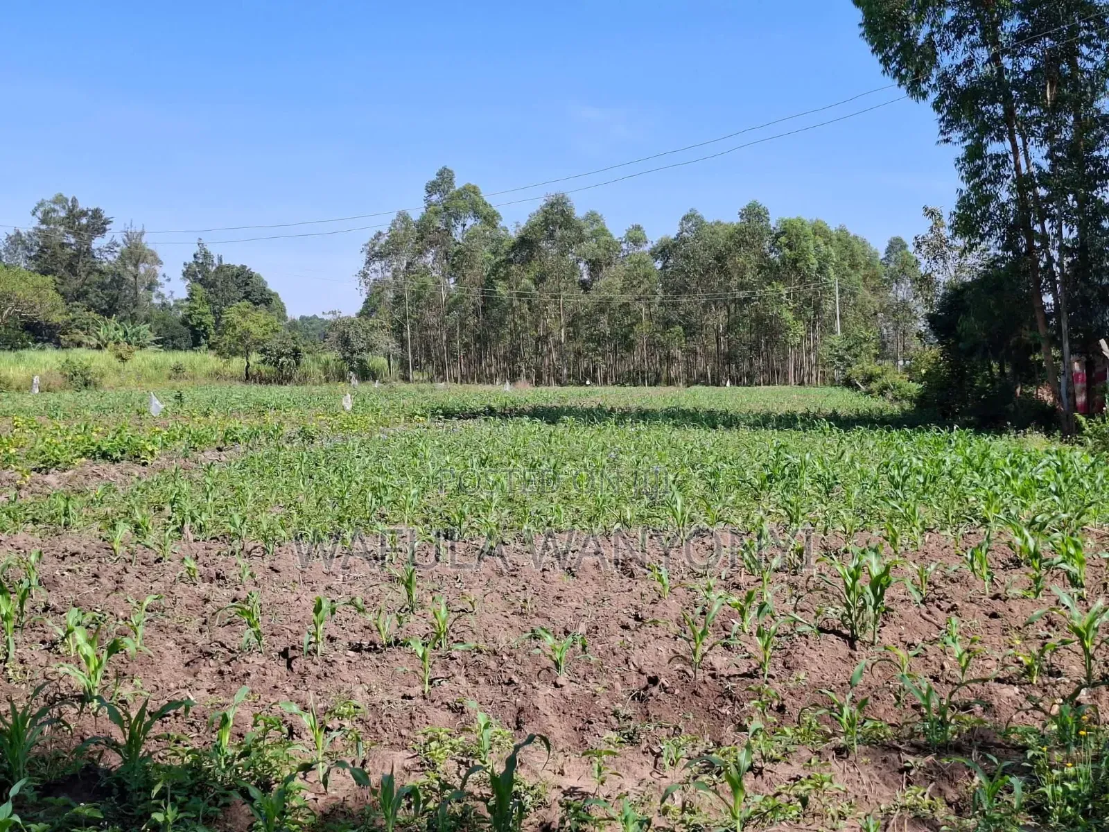 2 Acres DOROFU in Khalaba (Kanduyi)