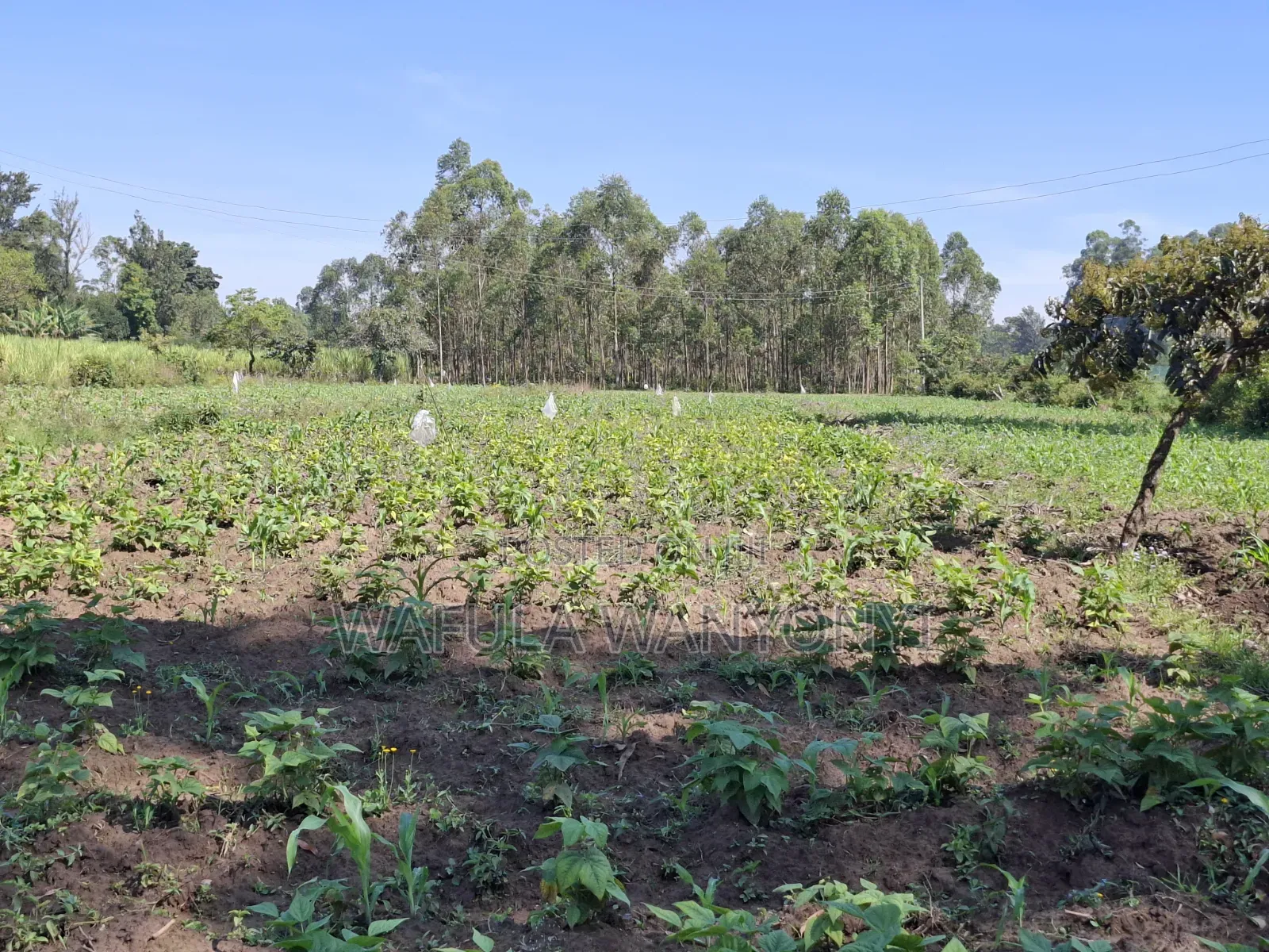 2 Acres DOROFU in Khalaba (Kanduyi)