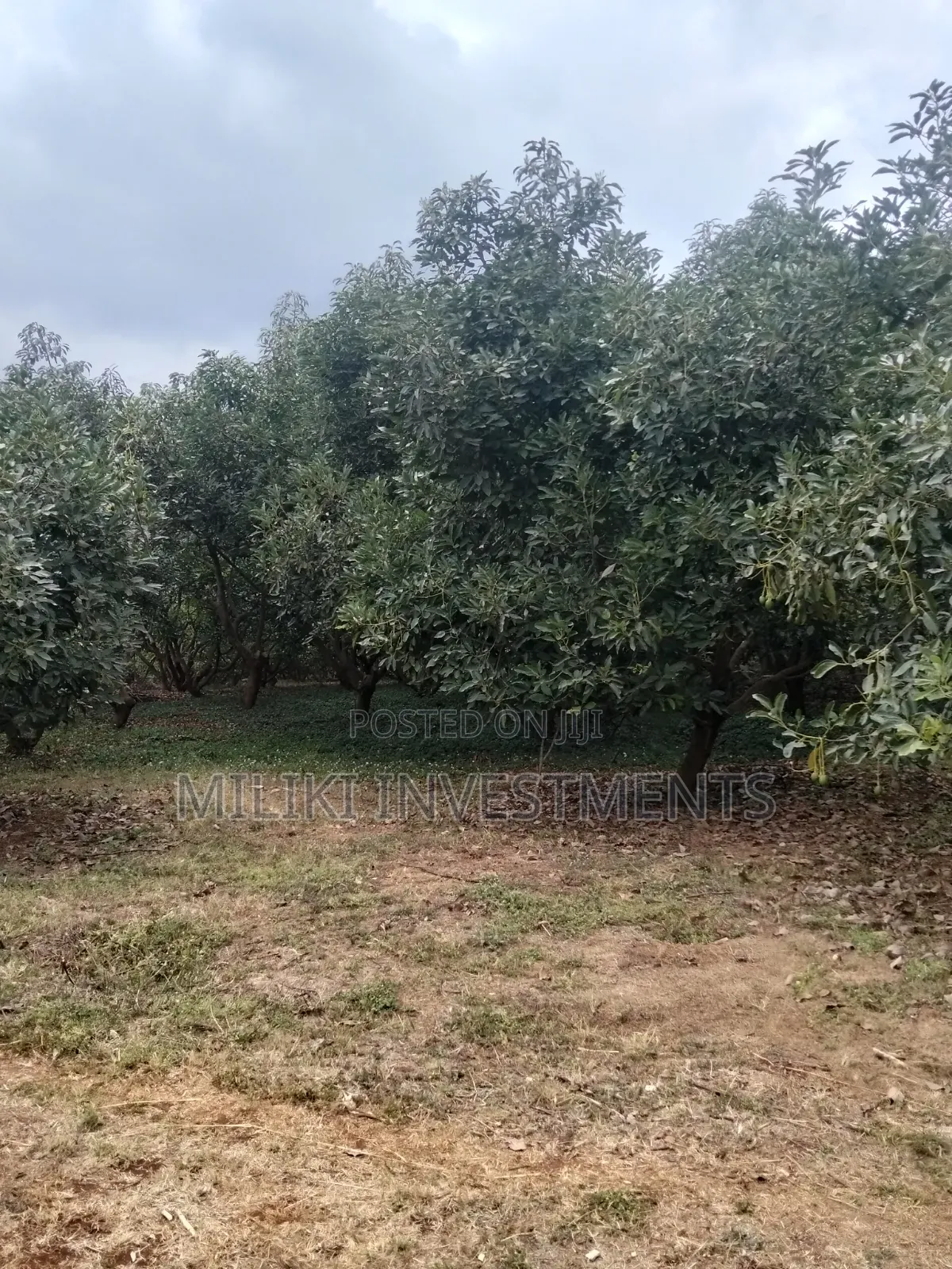 5 Acres Land on Sale at Maragua -Summary Area in Kamahuha