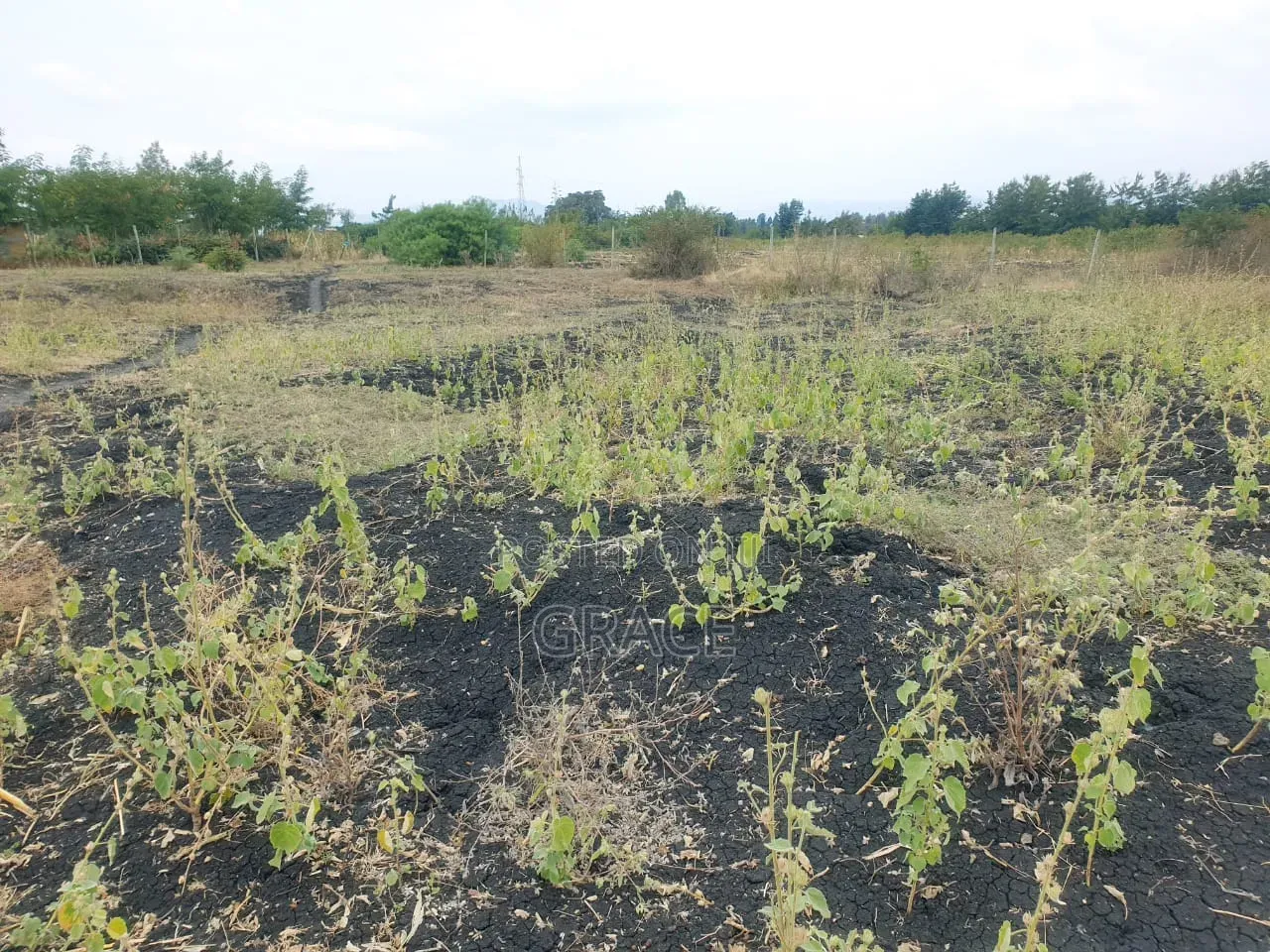 Makutano_Mwea Prime Plots in Mwea