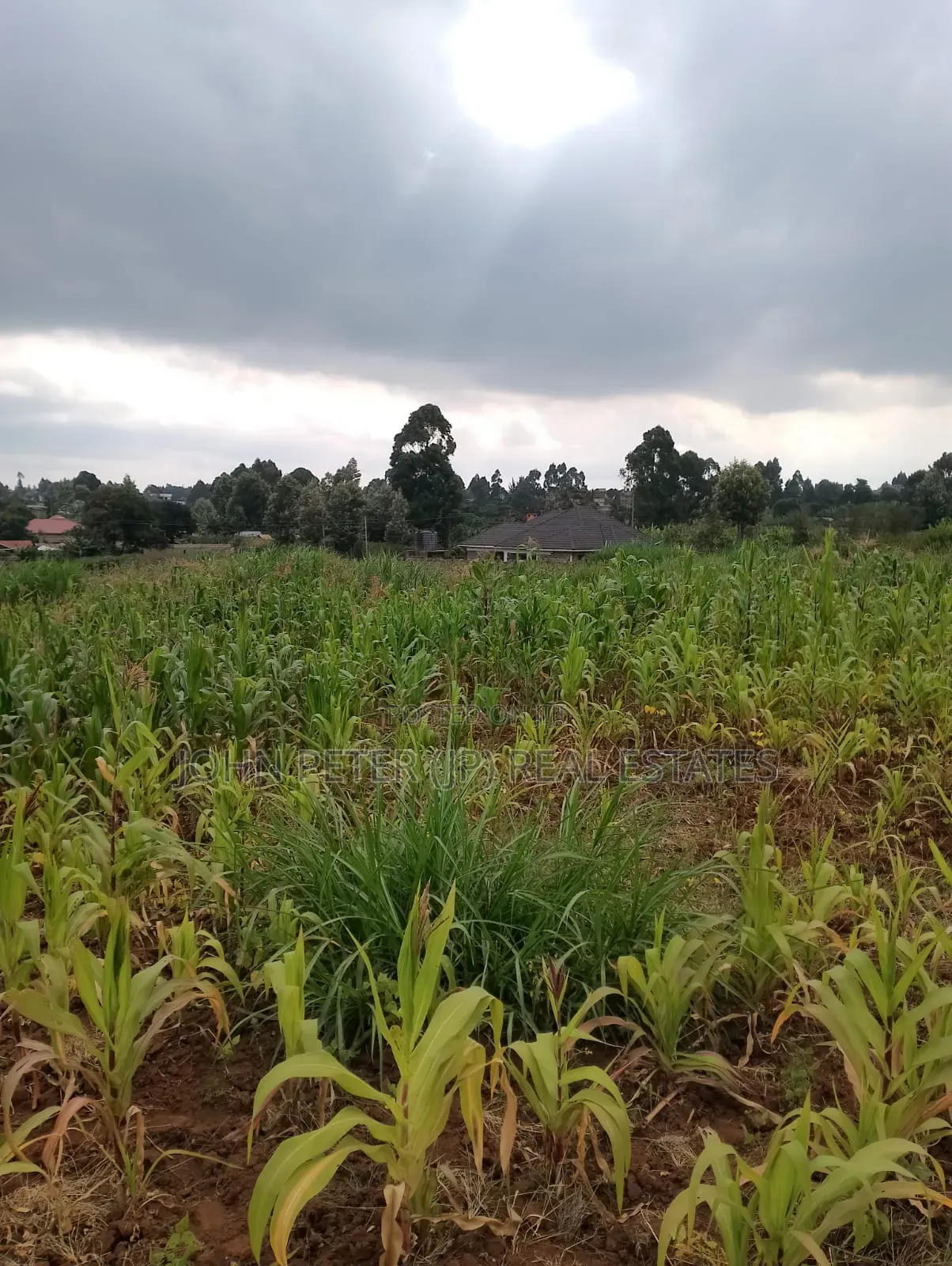 Plots for Sale in Gikambura in Thogoto