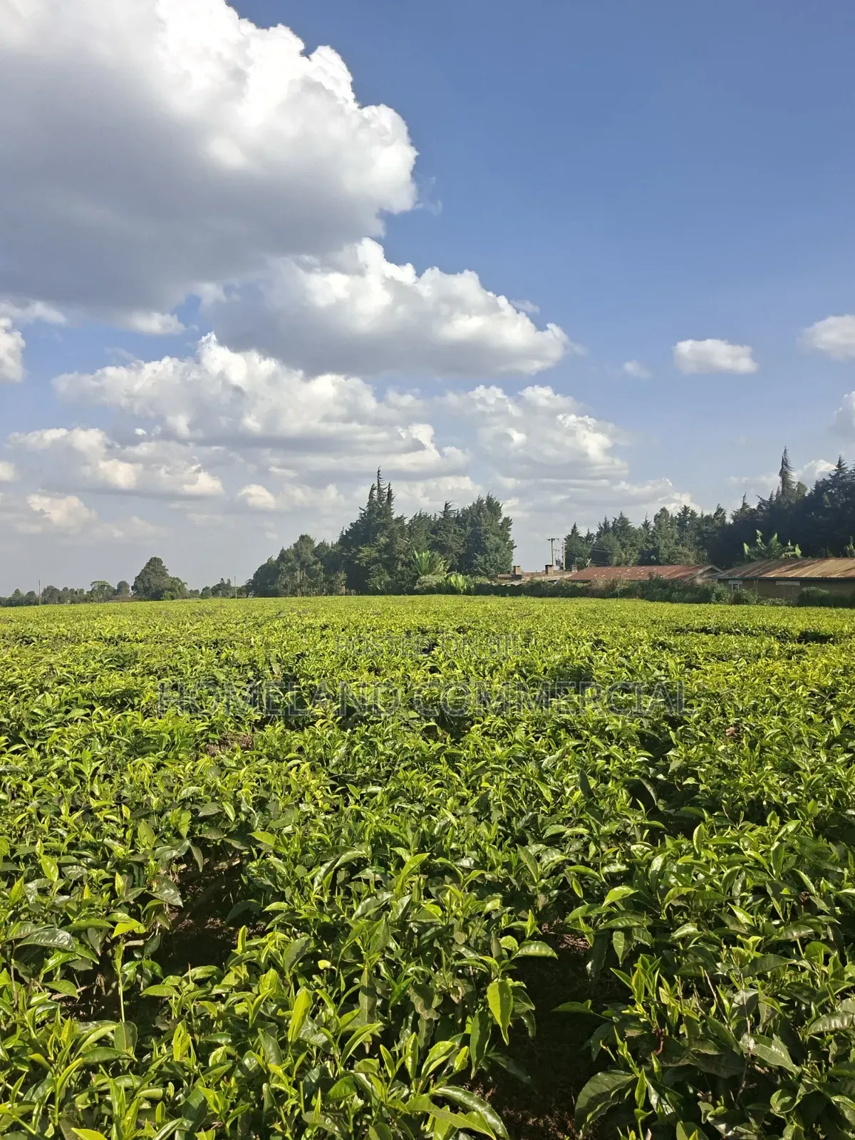 10 Acres Land for Sale in Tigoni in Tigoni