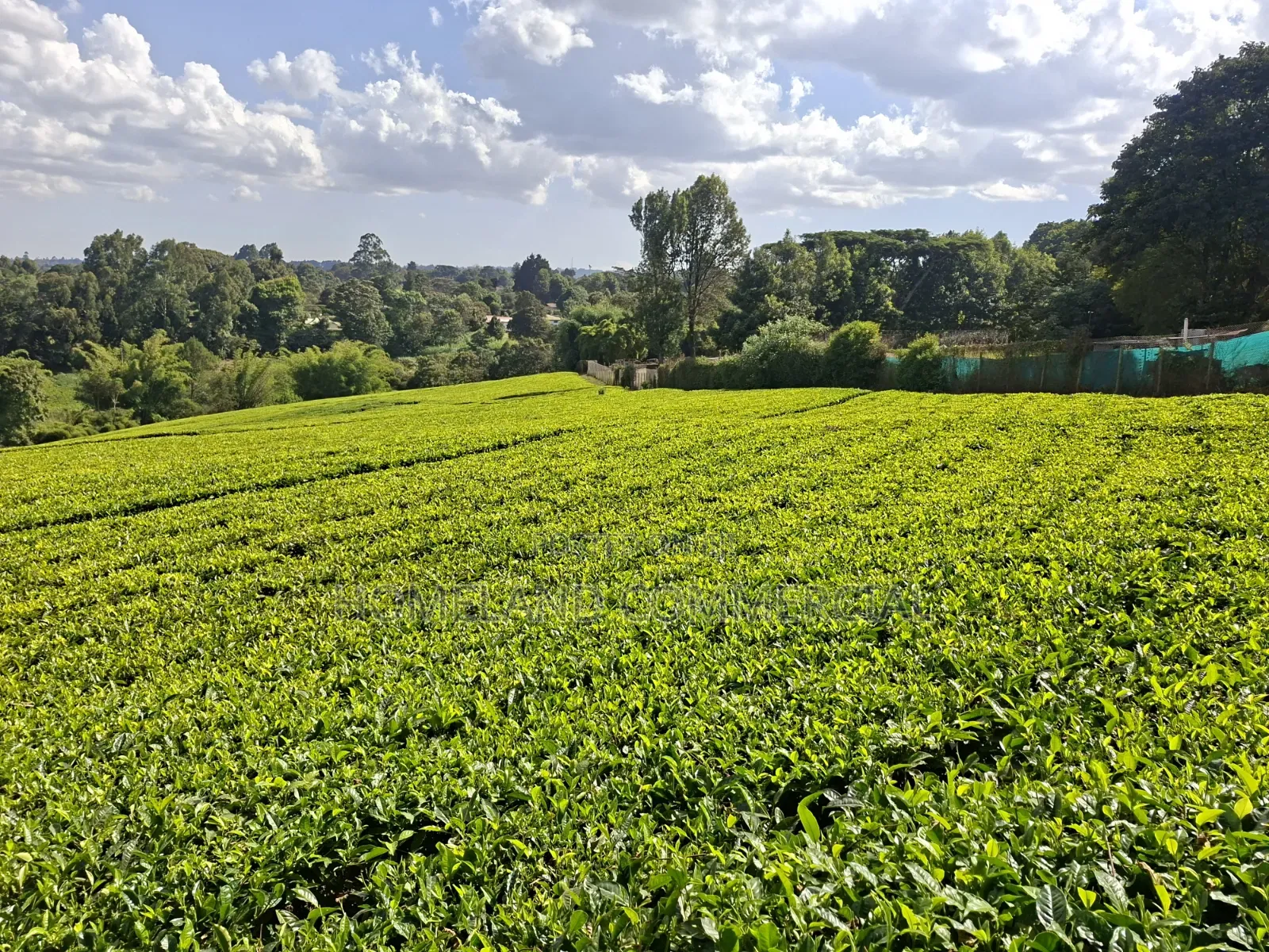 10 Acres Land for Sale in Tigoni in Tigoni