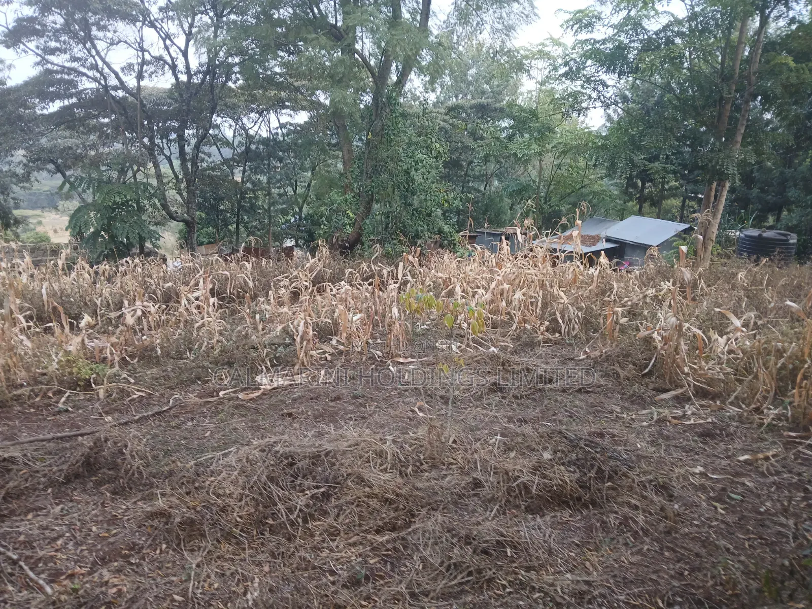 Distress Sale! Prime Redsoil Half Acre in Olkeri, Ngong at Kes 9.7M in Olkeri