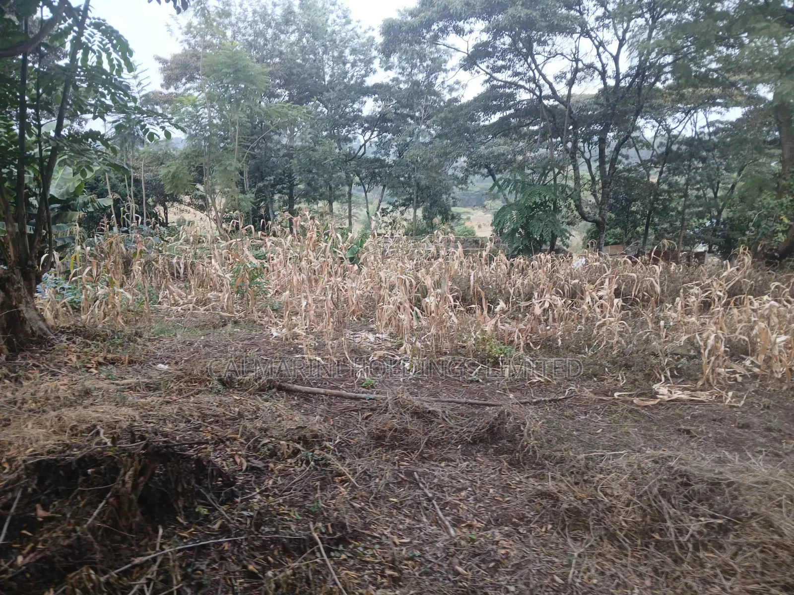Distress Sale! Prime Redsoil Half Acre in Olkeri, Ngong at Kes 9.7M in Olkeri
