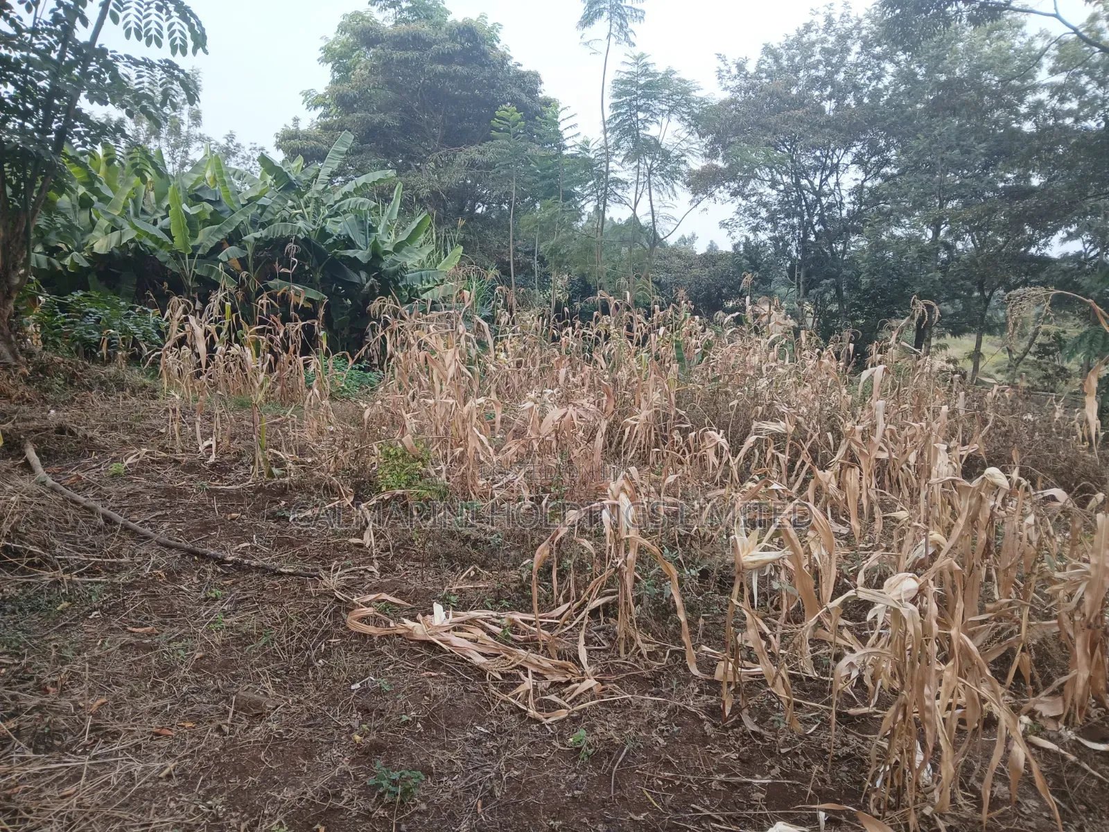 Distress Sale! Prime Redsoil Half Acre in Olkeri, Ngong at Kes 9.7M in Olkeri