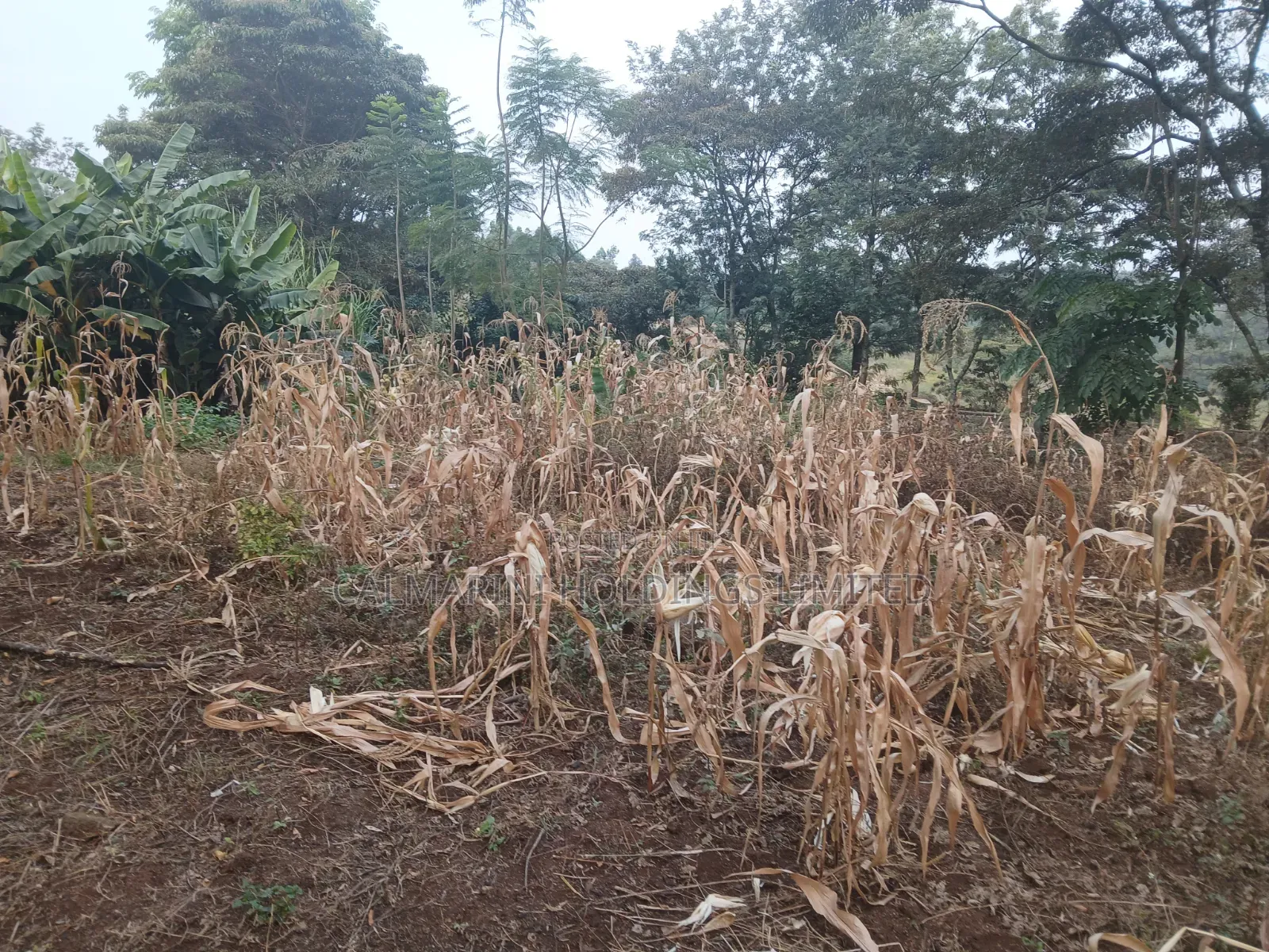 Distress Sale! Prime Redsoil Half Acre in Olkeri, Ngong at Kes 9.7M in Olkeri
