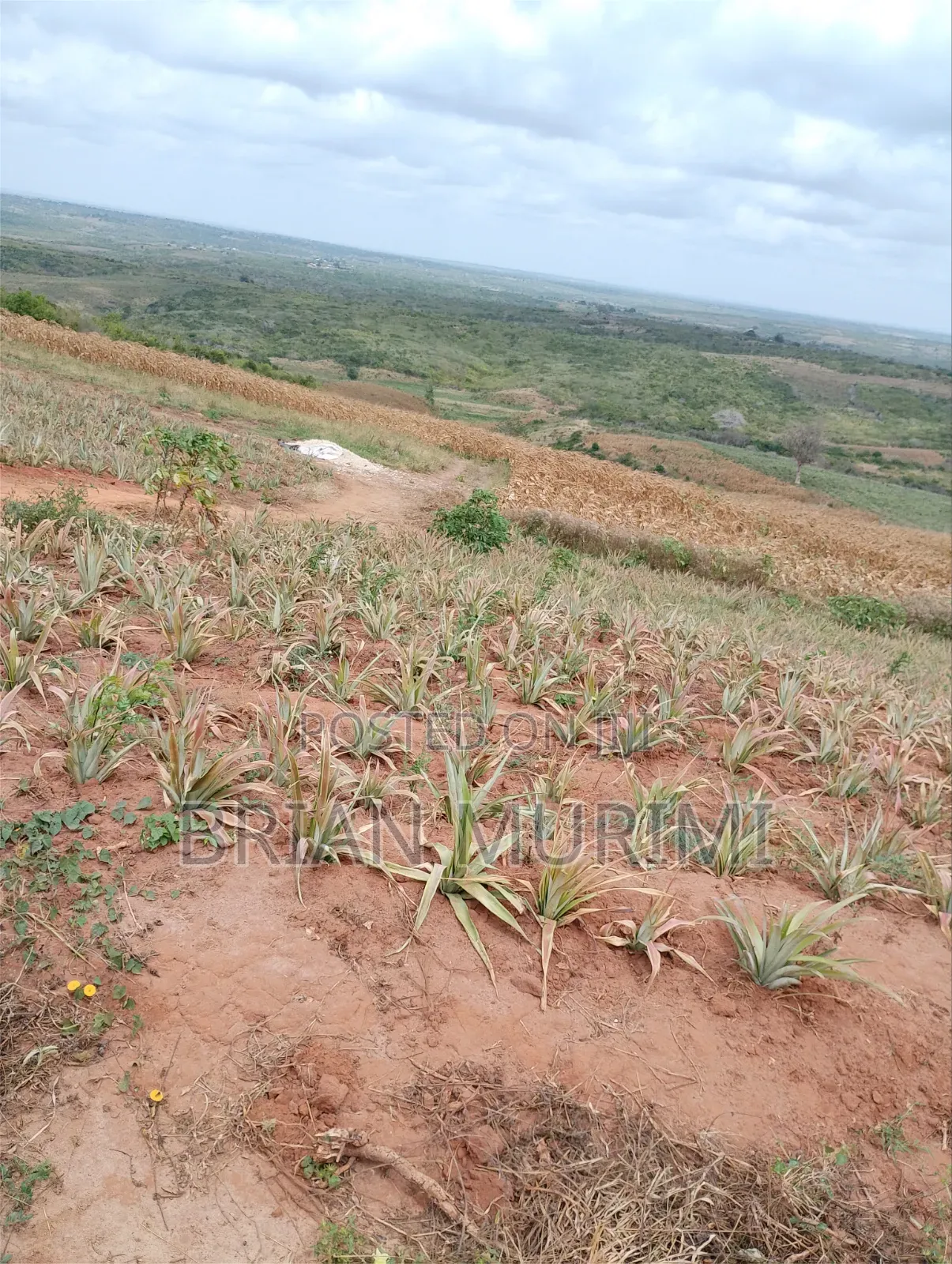 20 Acres Prime Land in Gongoni