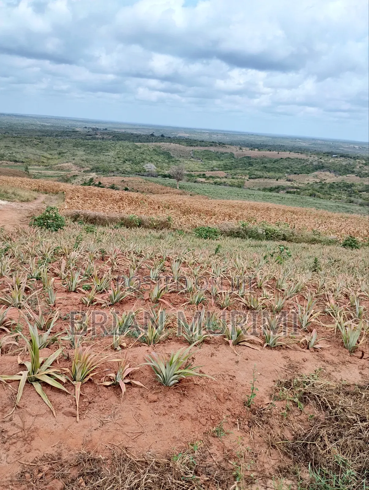20 Acres Prime Land in Gongoni