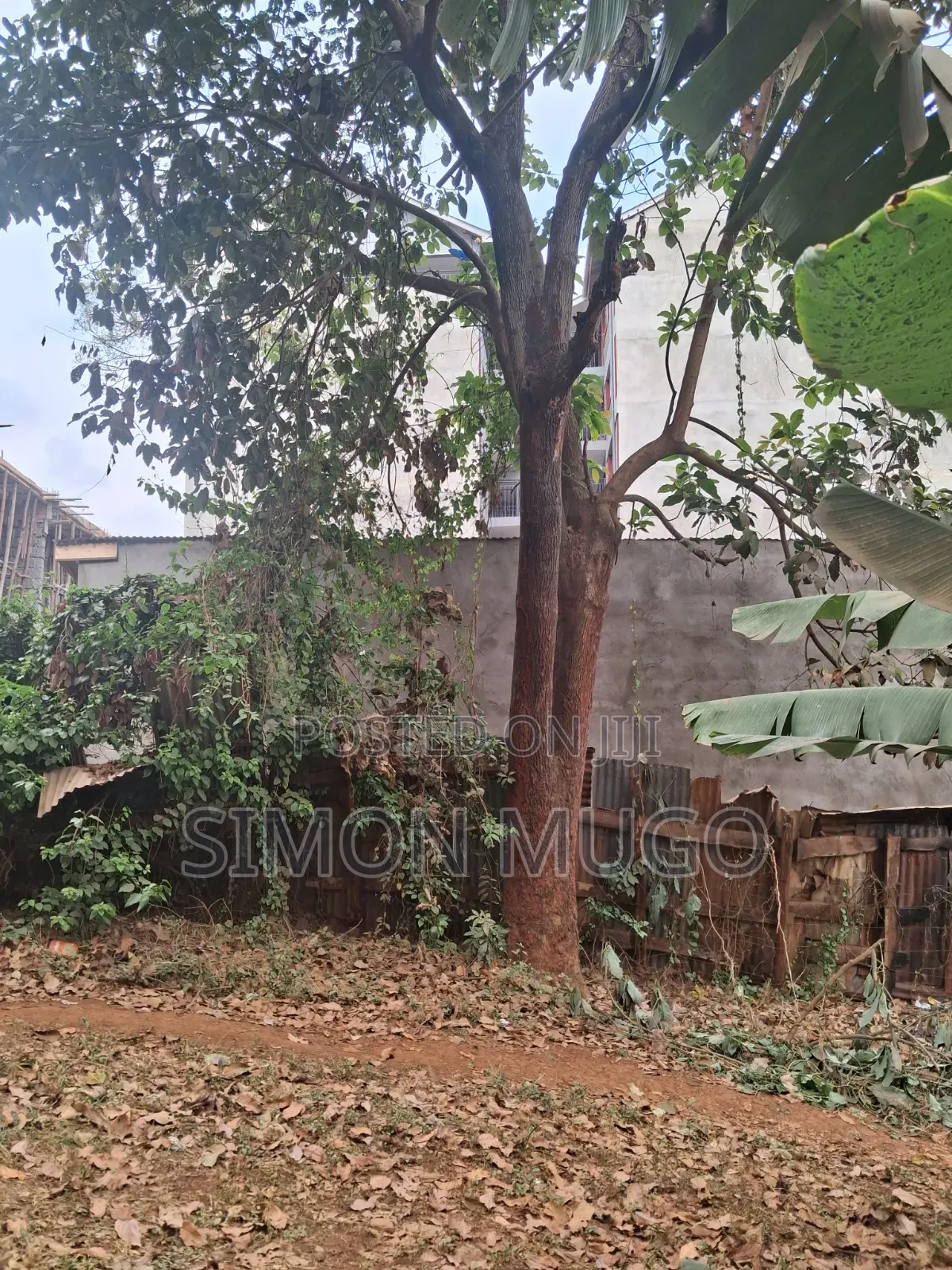 Kiamumbi Kamiti Road Prime 50x100 Behind Police Station in Kahawa Maziwa