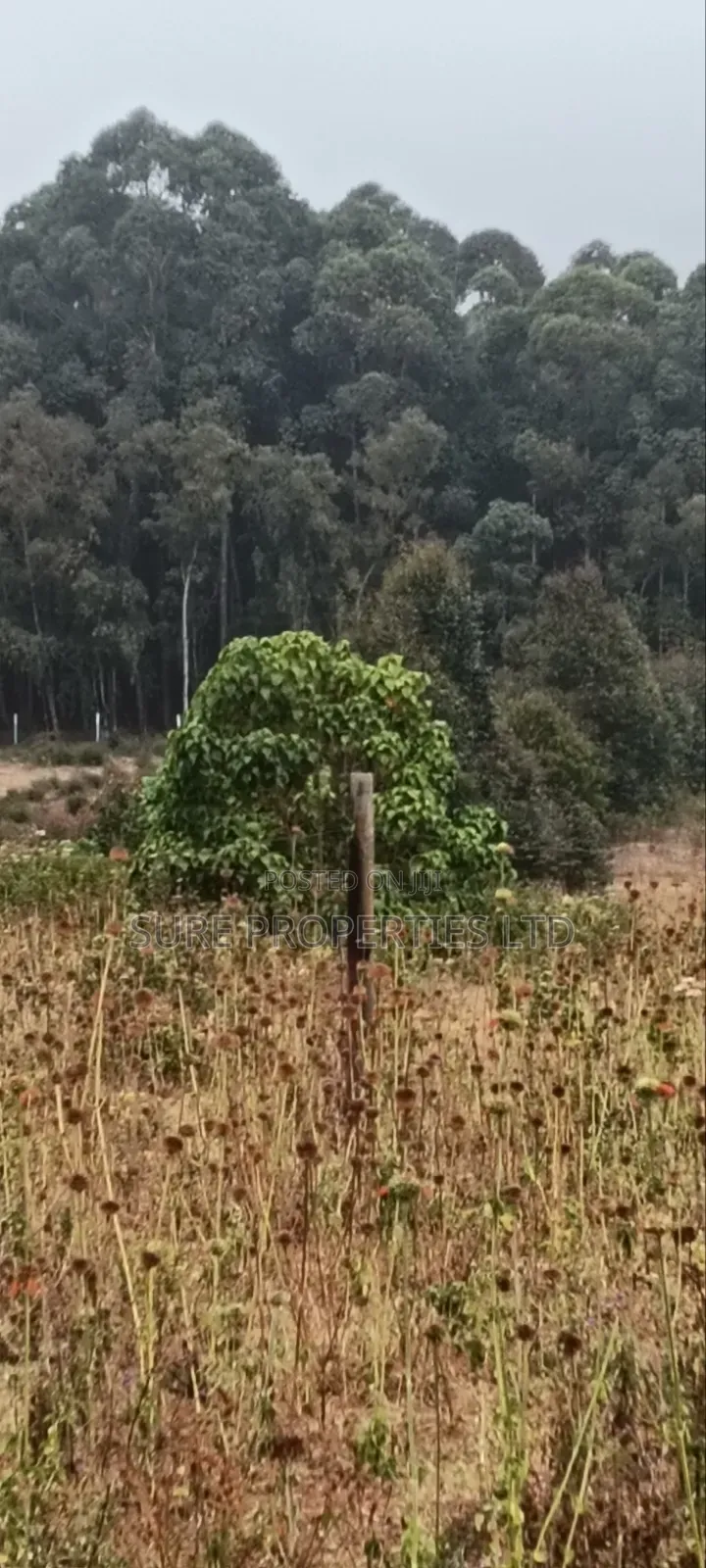 50x100 Plot in Thigio, Lusingetti in Kikuyu