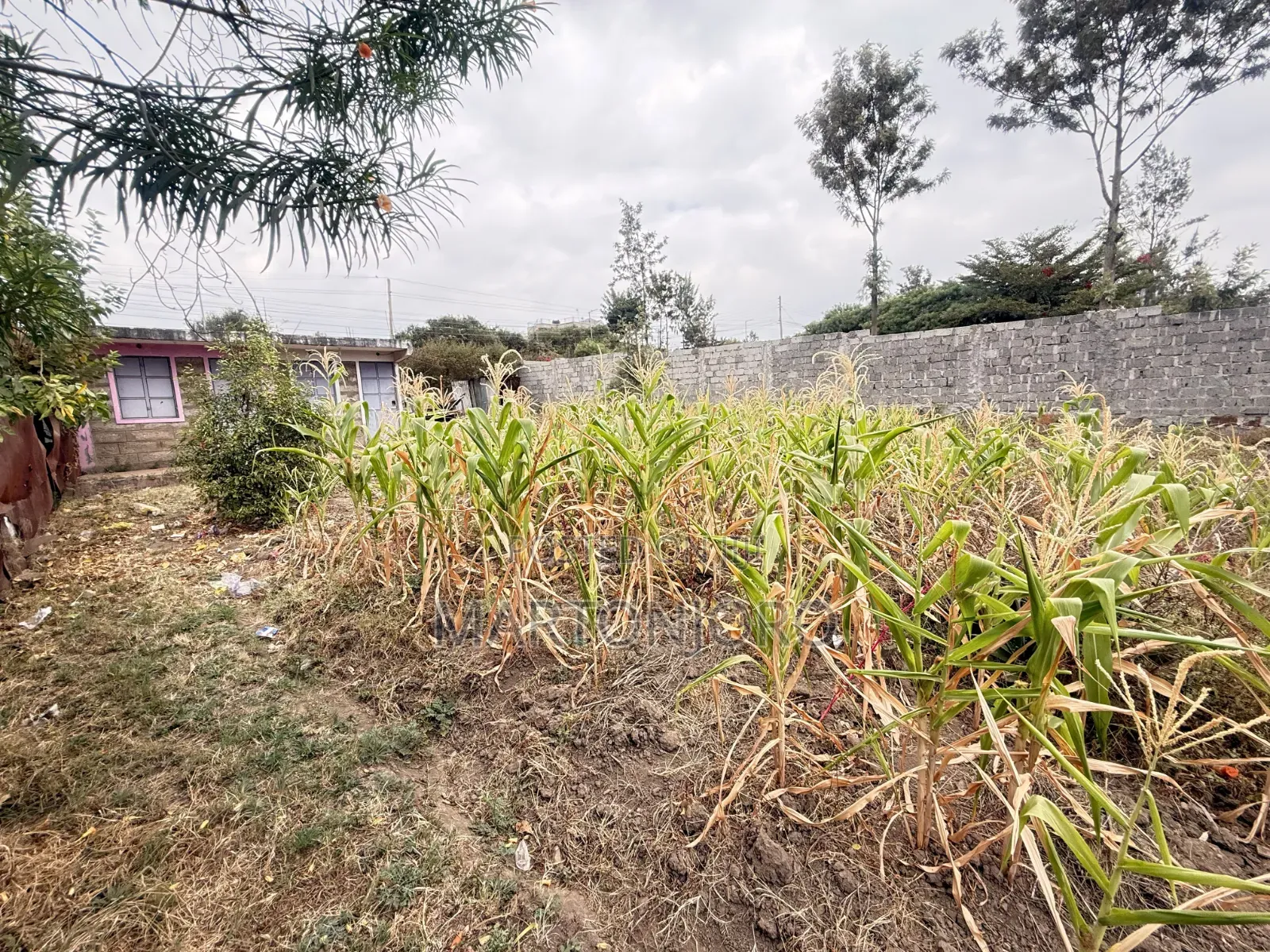 1/4 Acre Ruai in Ruai