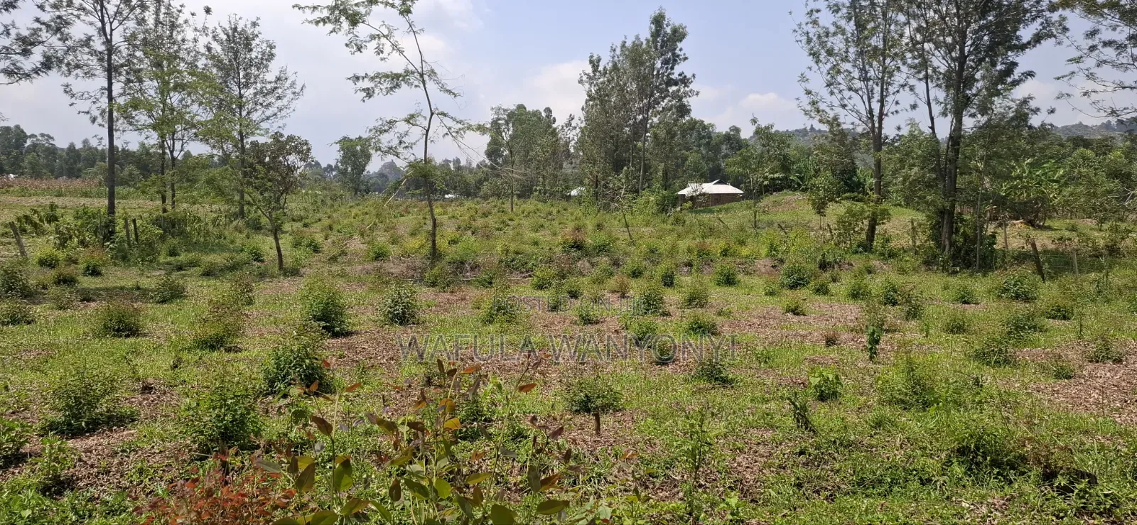 1 Acre Half MUSOKHO in Kabuchai/Chwele