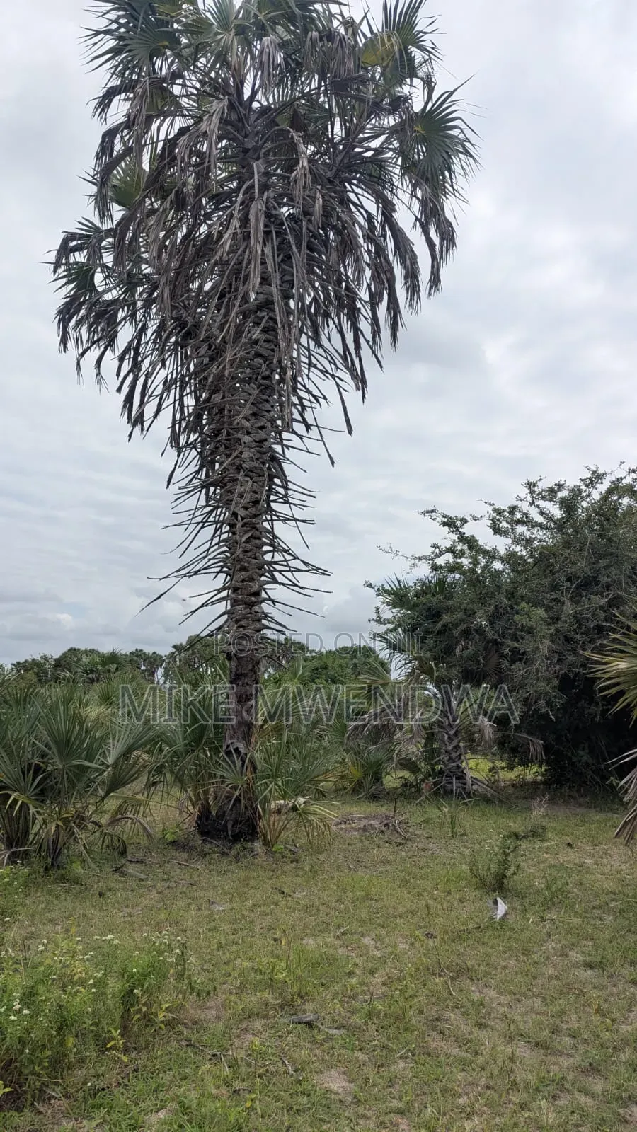 Land and Plots in Watamu