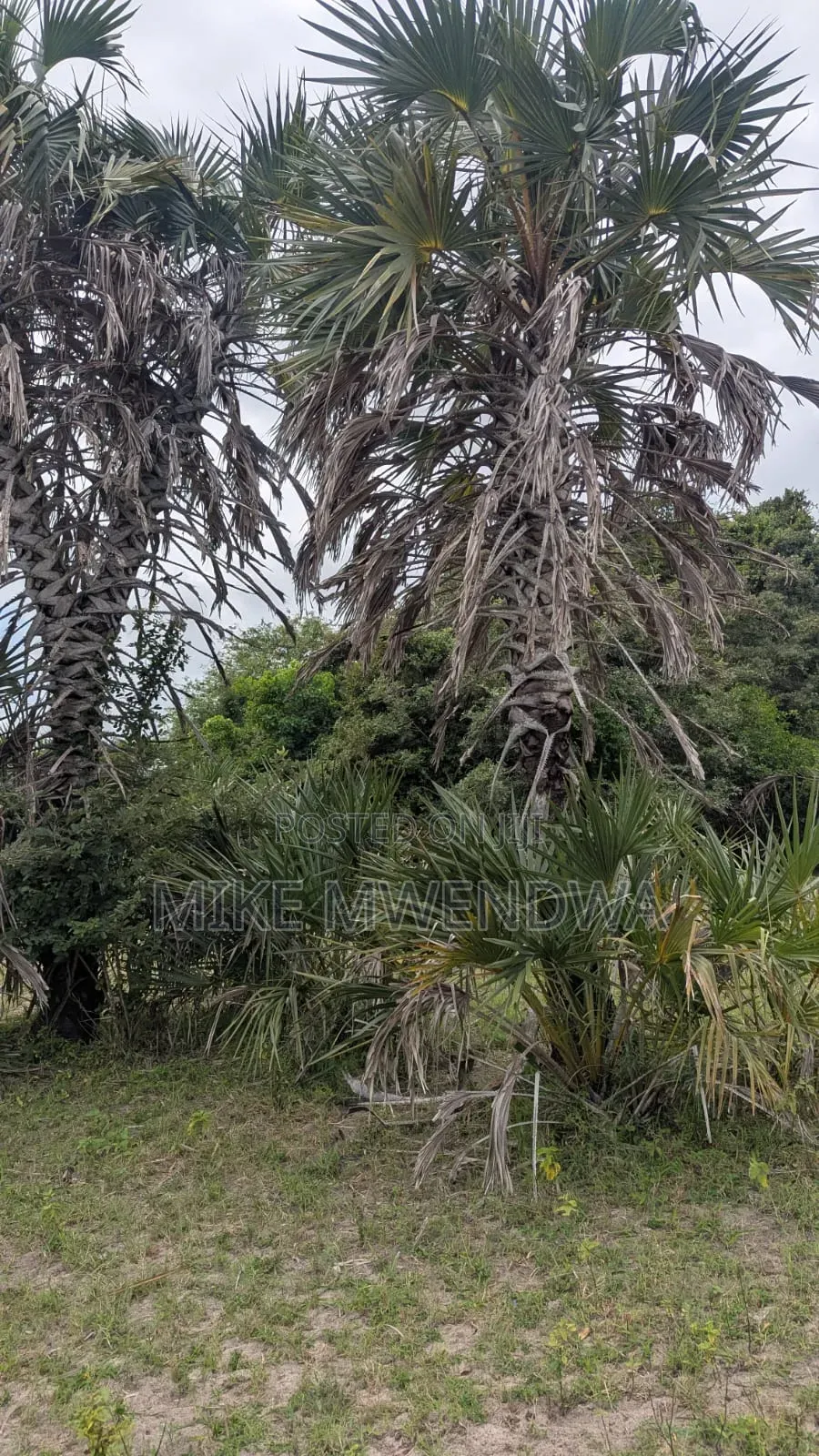 Land and Plots in Watamu