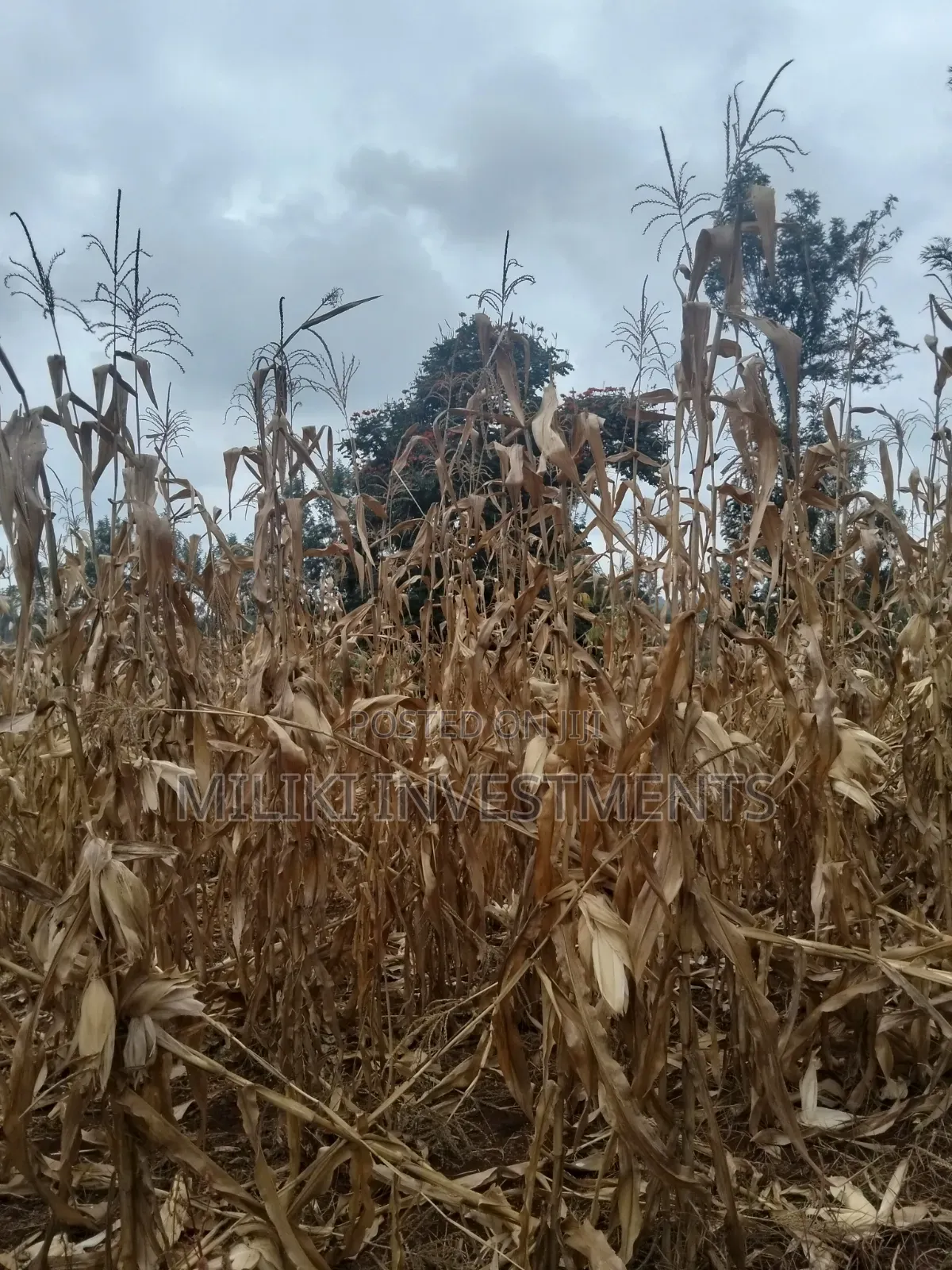 60 by 100 Ft Plot on Sale at Kenol Area-Kagaa -Kahuaini in Kimorori/Wempa