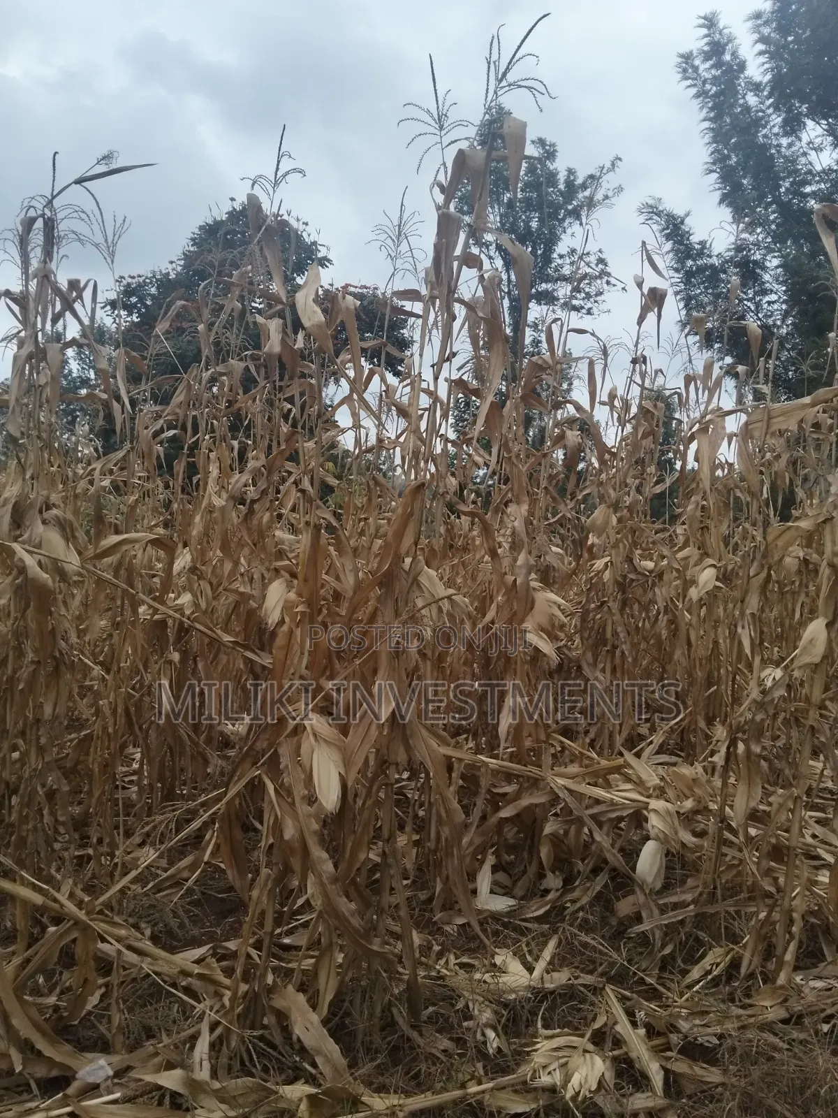 60 by 100 Ft Plot on Sale at Kenol Area-Kagaa -Kahuaini in Kimorori/Wempa
